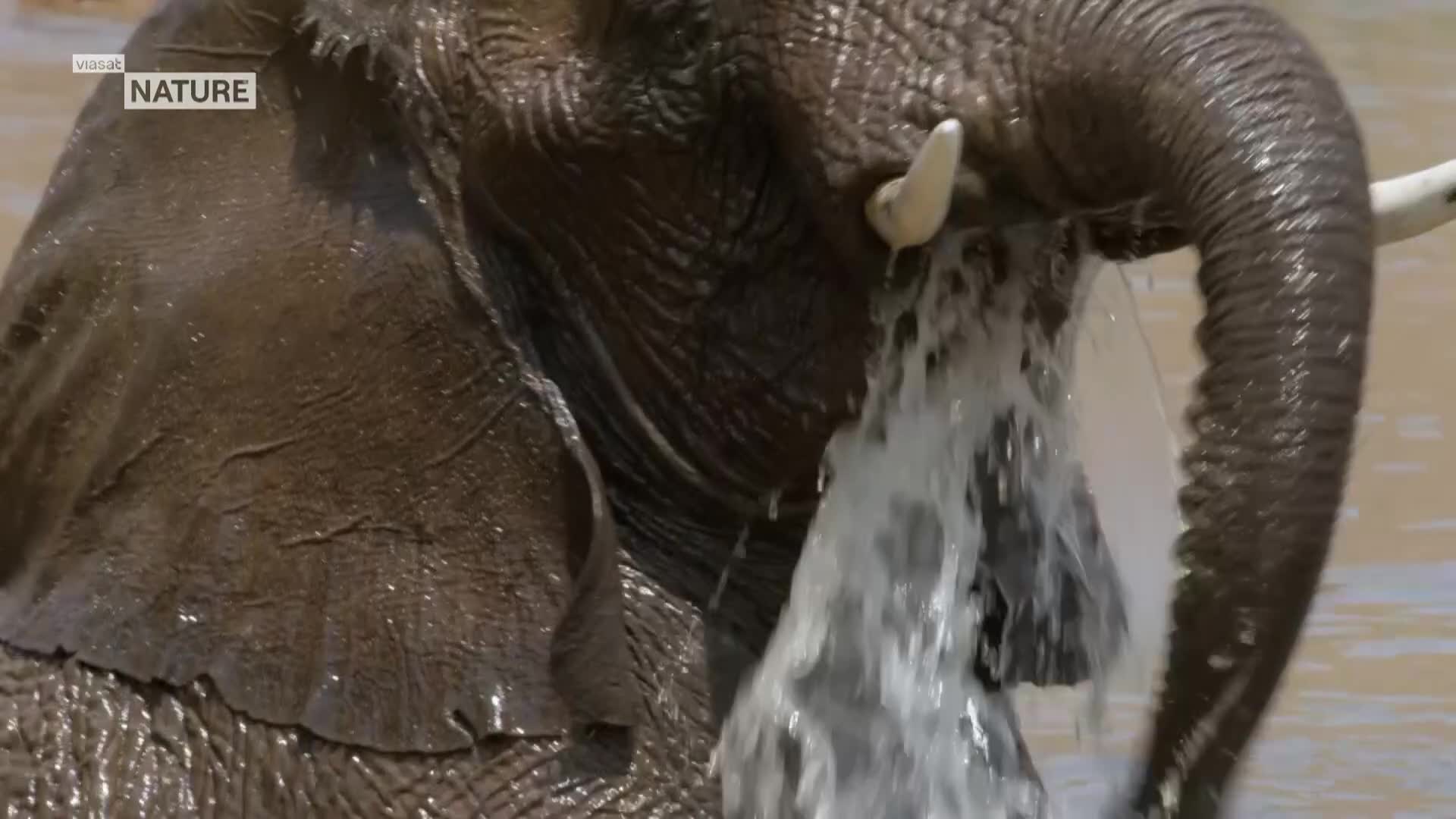ViasatNature