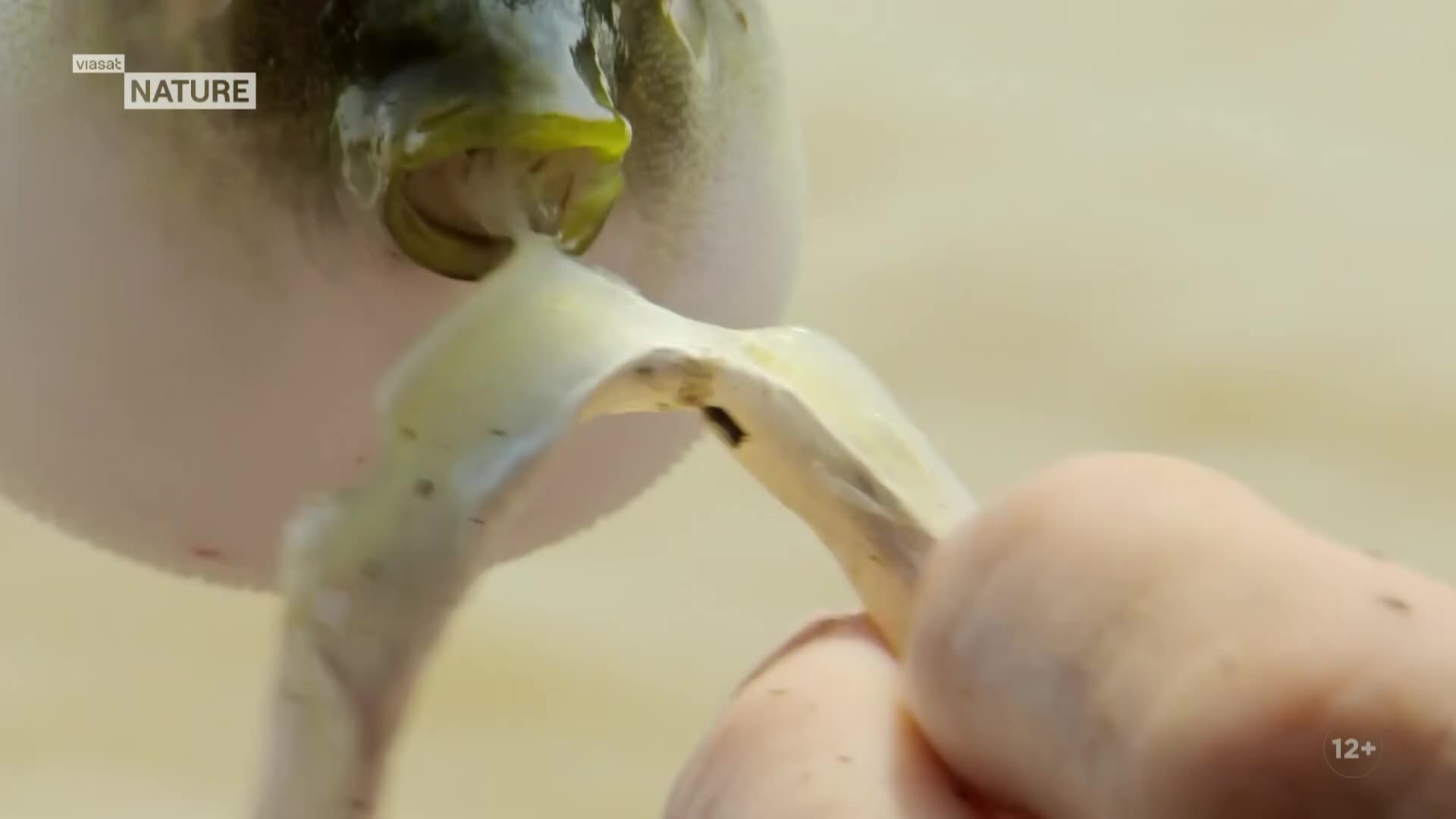 ViasatNature