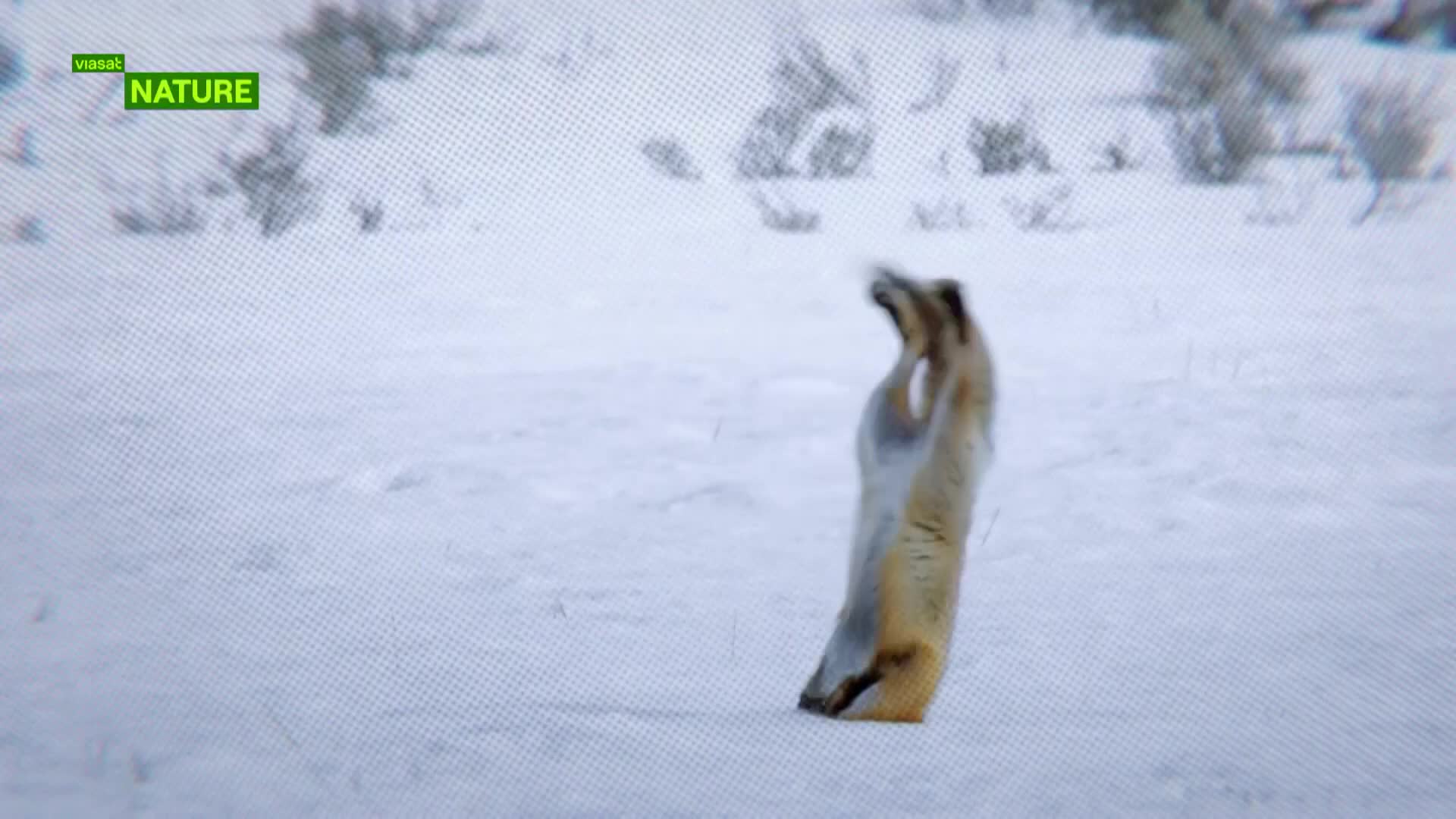 ViasatNature