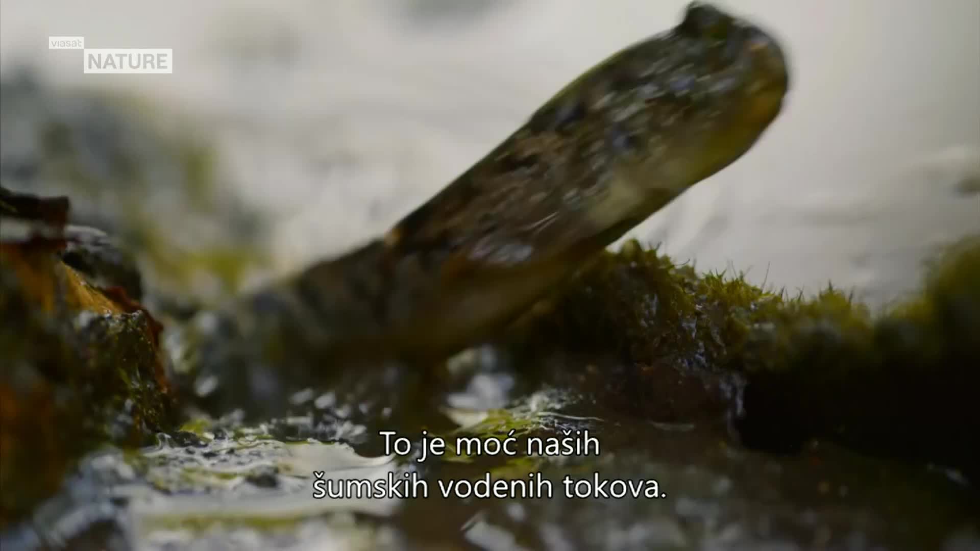 ViasatNature