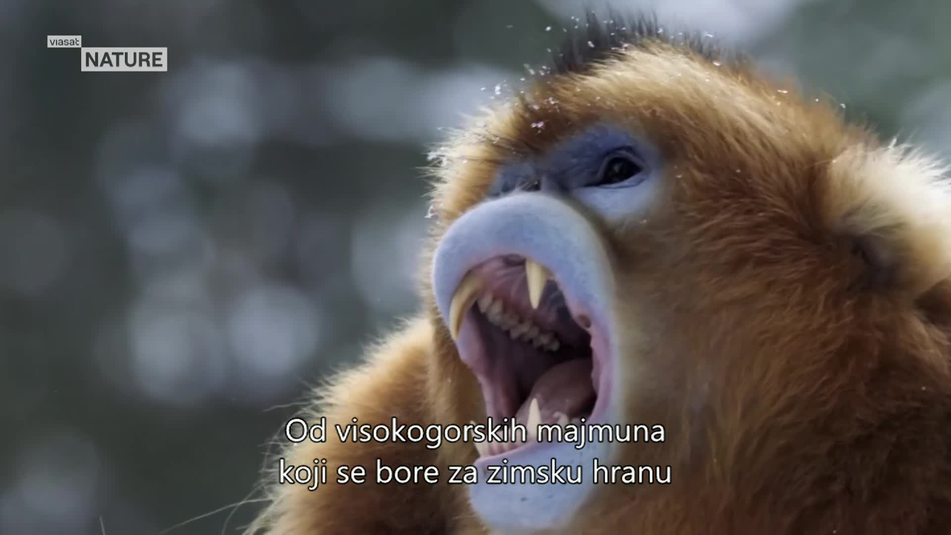 ViasatNature