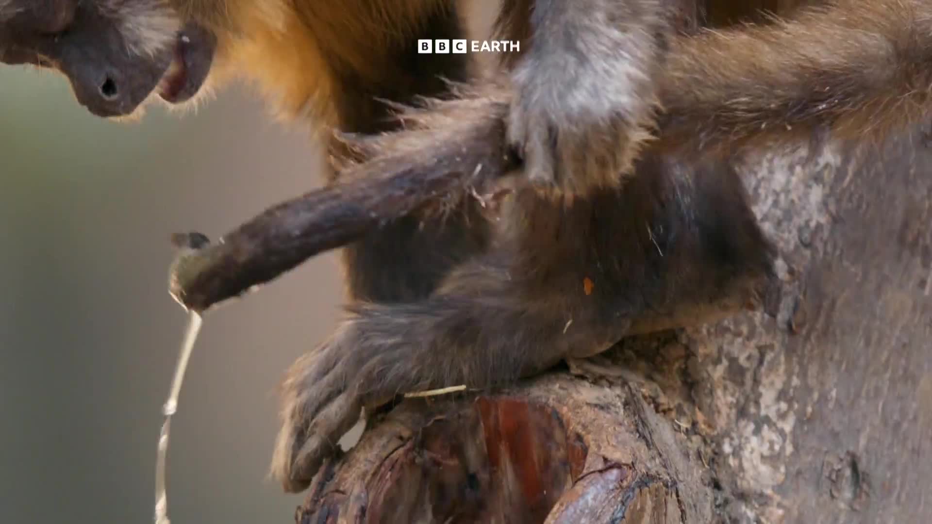 BBCEarth
