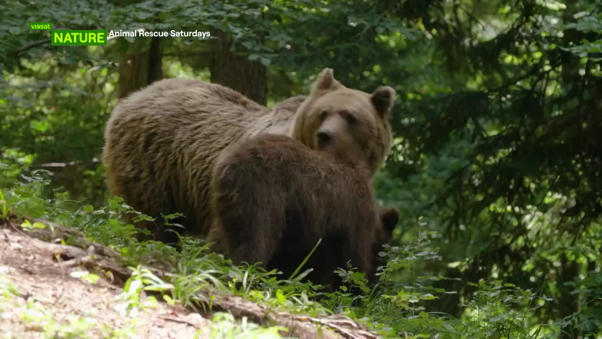 ViasatNature