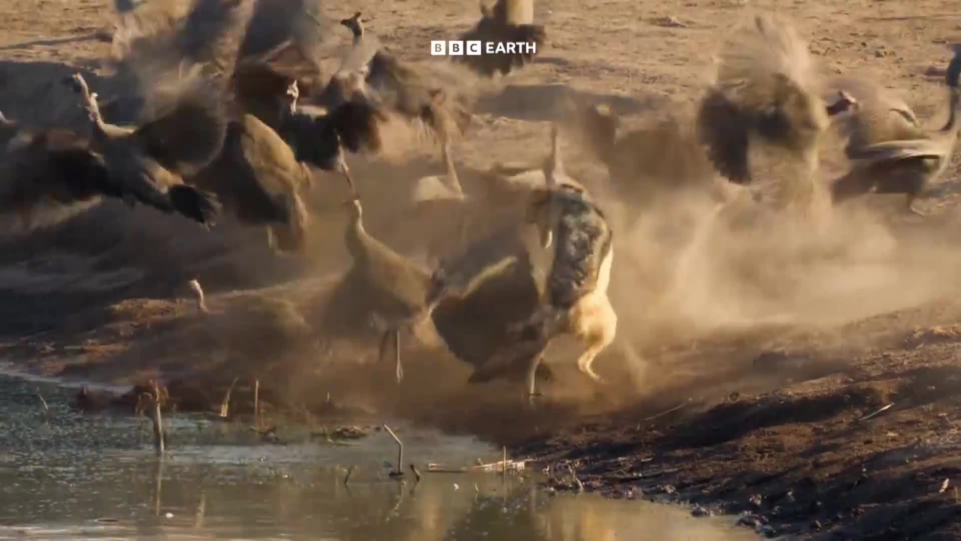 BBCEarth
