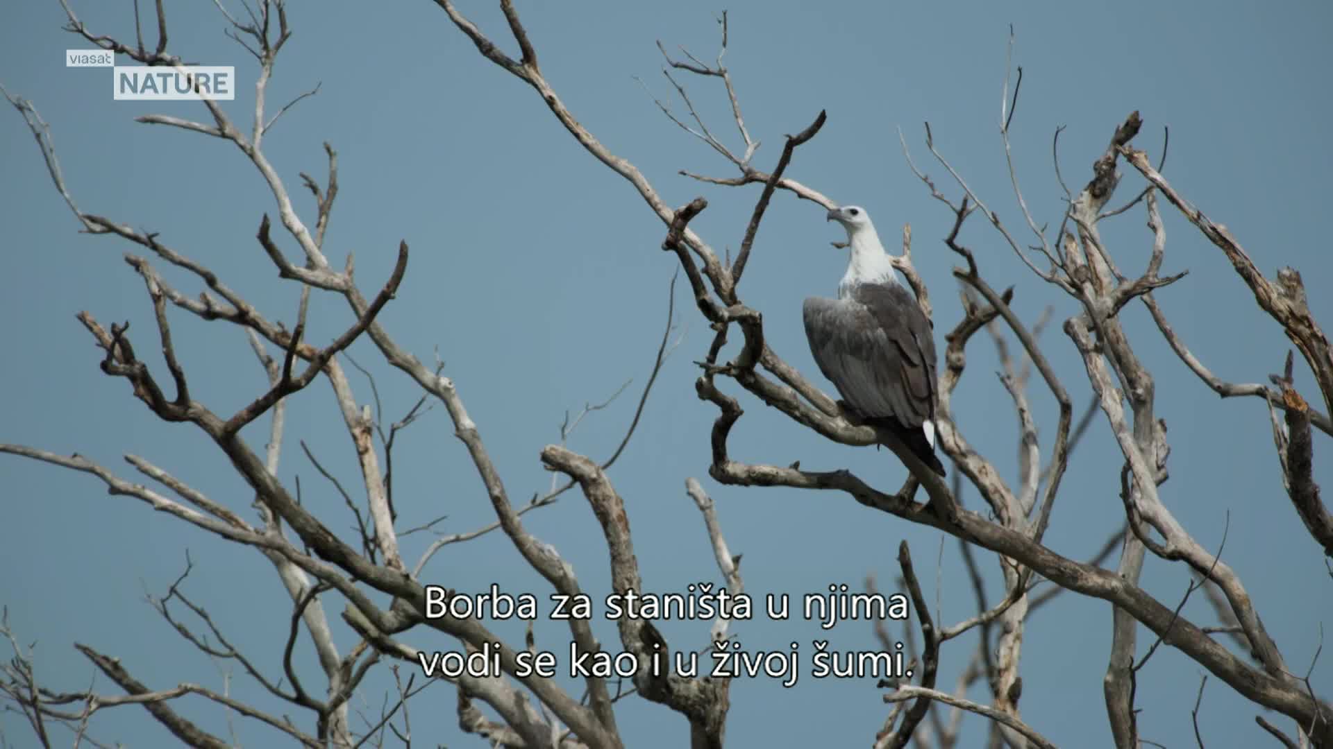 ViasatNature