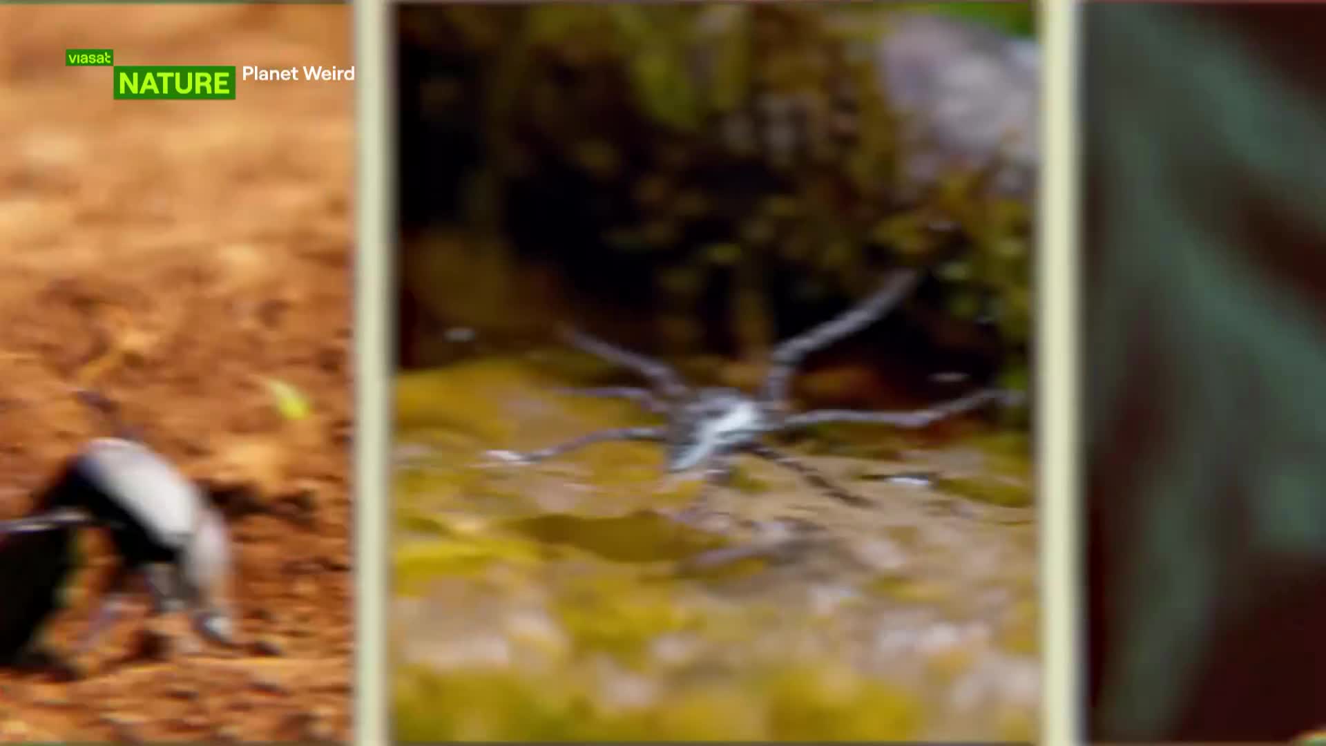 ViasatNature