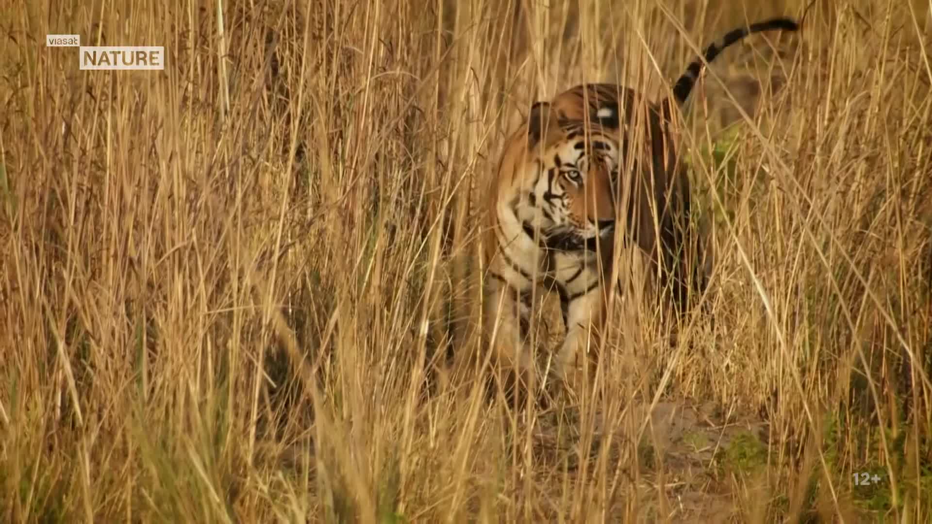 ViasatNature