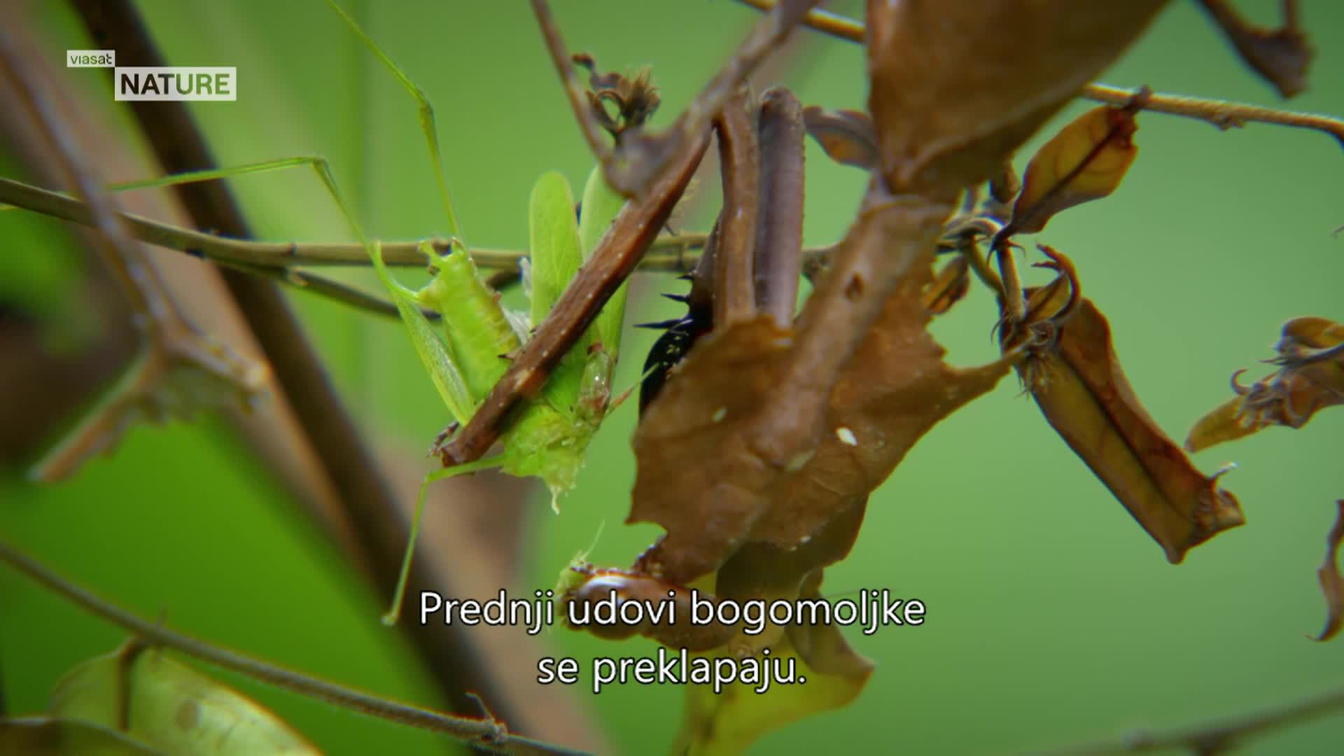 ViasatNature