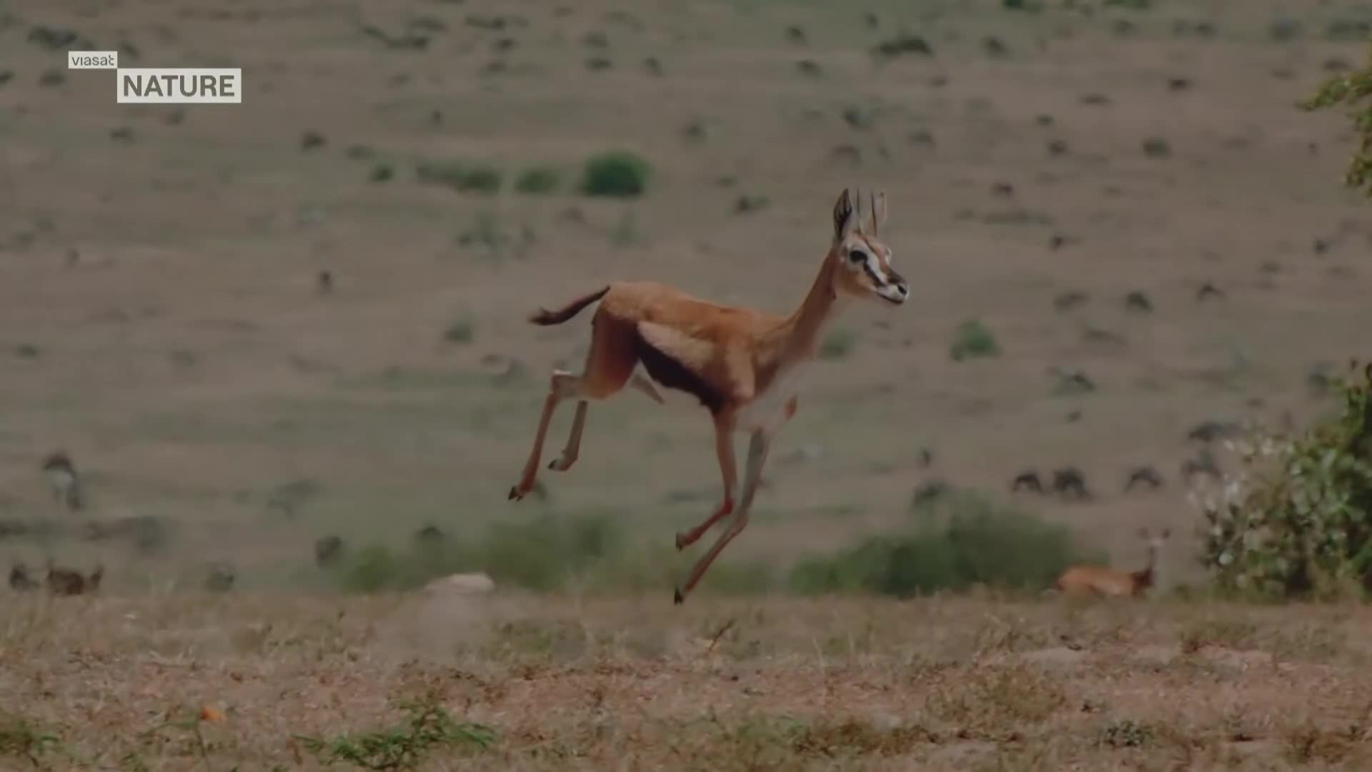 ViasatNature