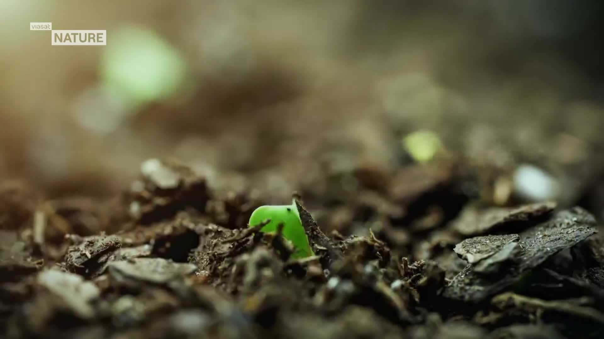 ViasatNature
