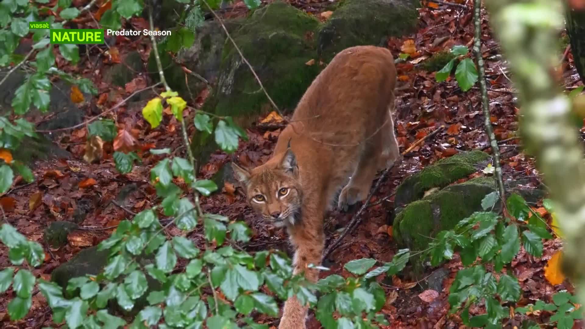 ViasatNature