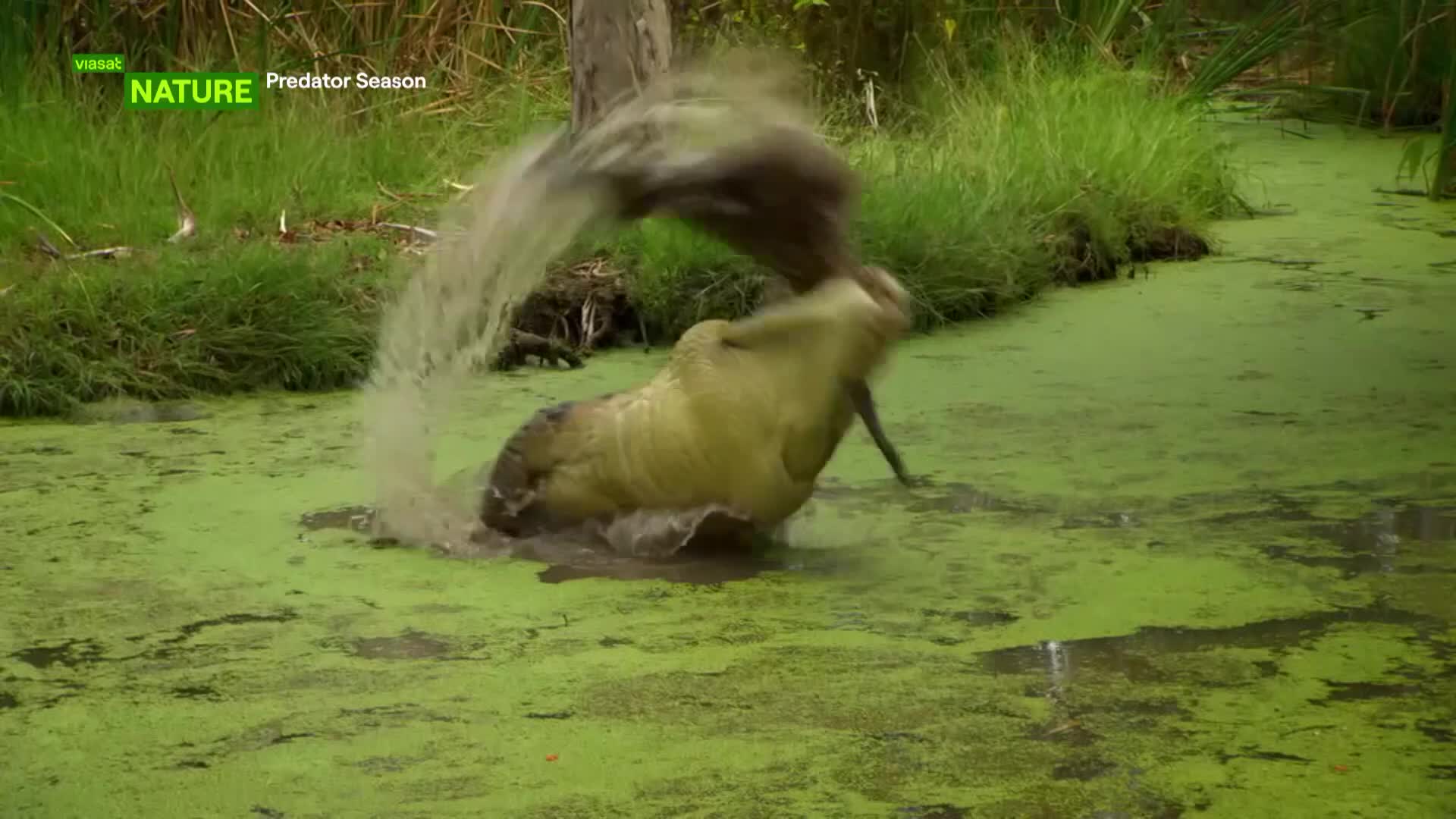 ViasatNature