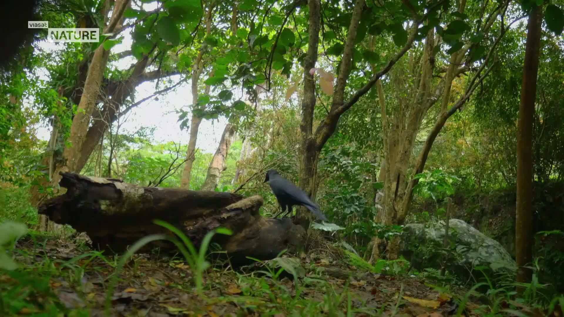 ViasatNature