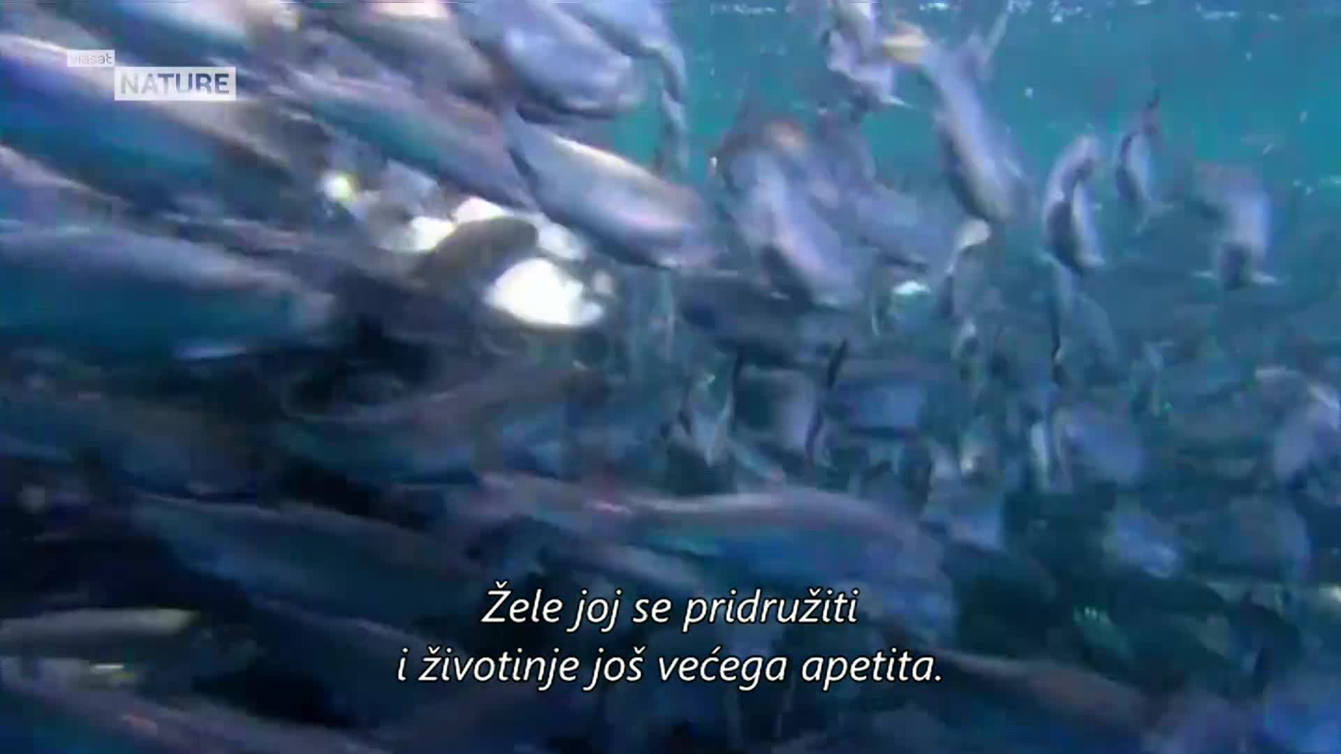 ViasatNature