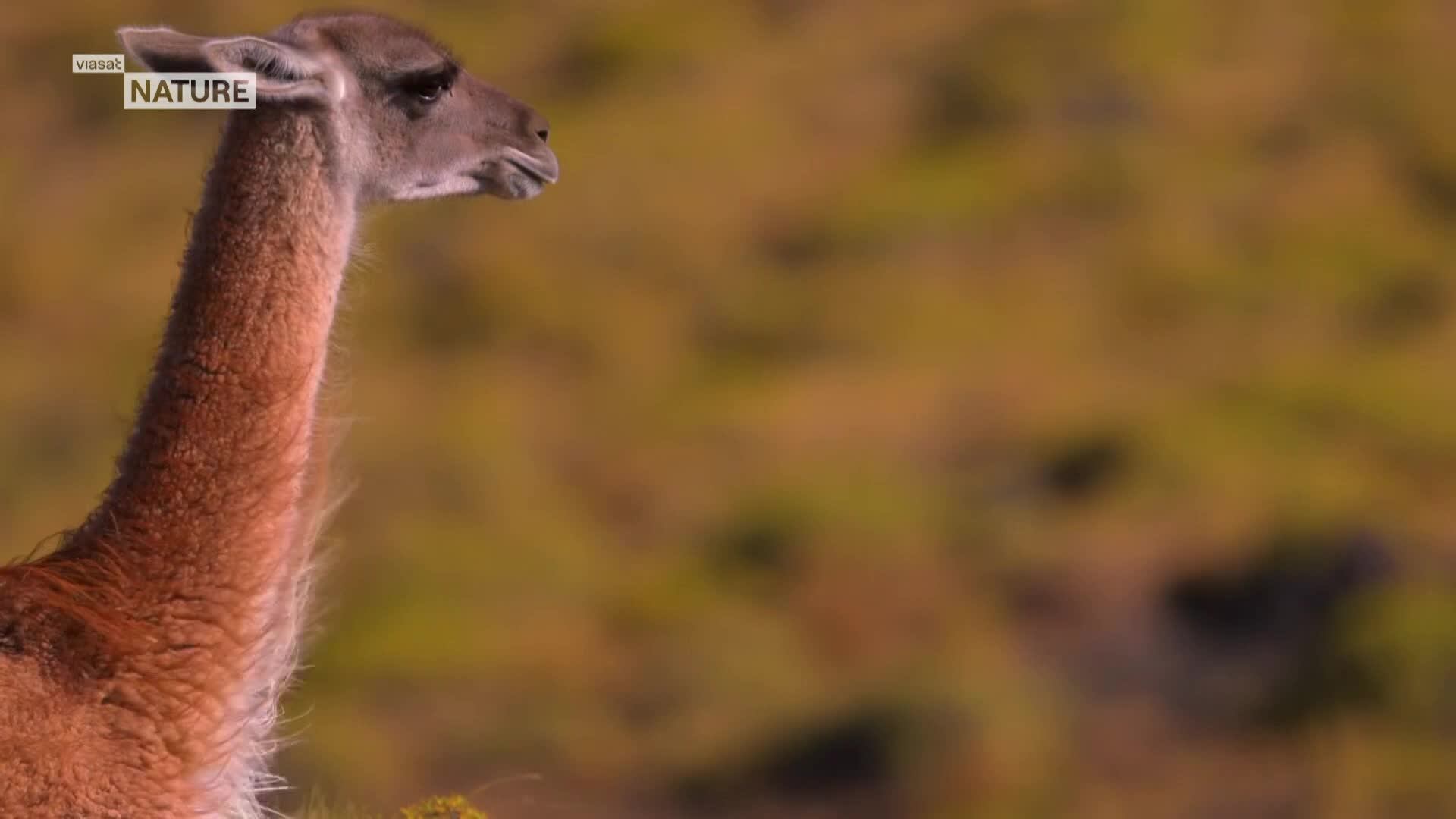 ViasatNature
