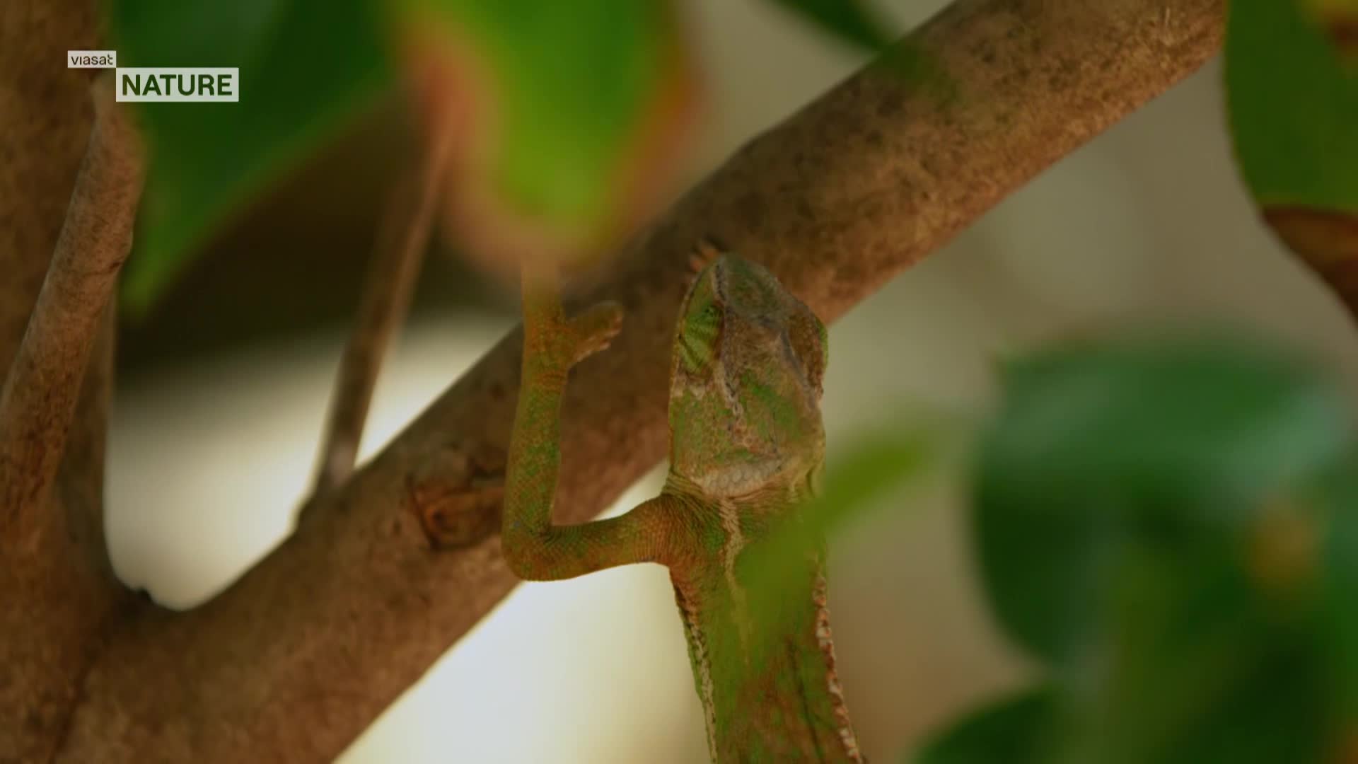 ViasatNature
