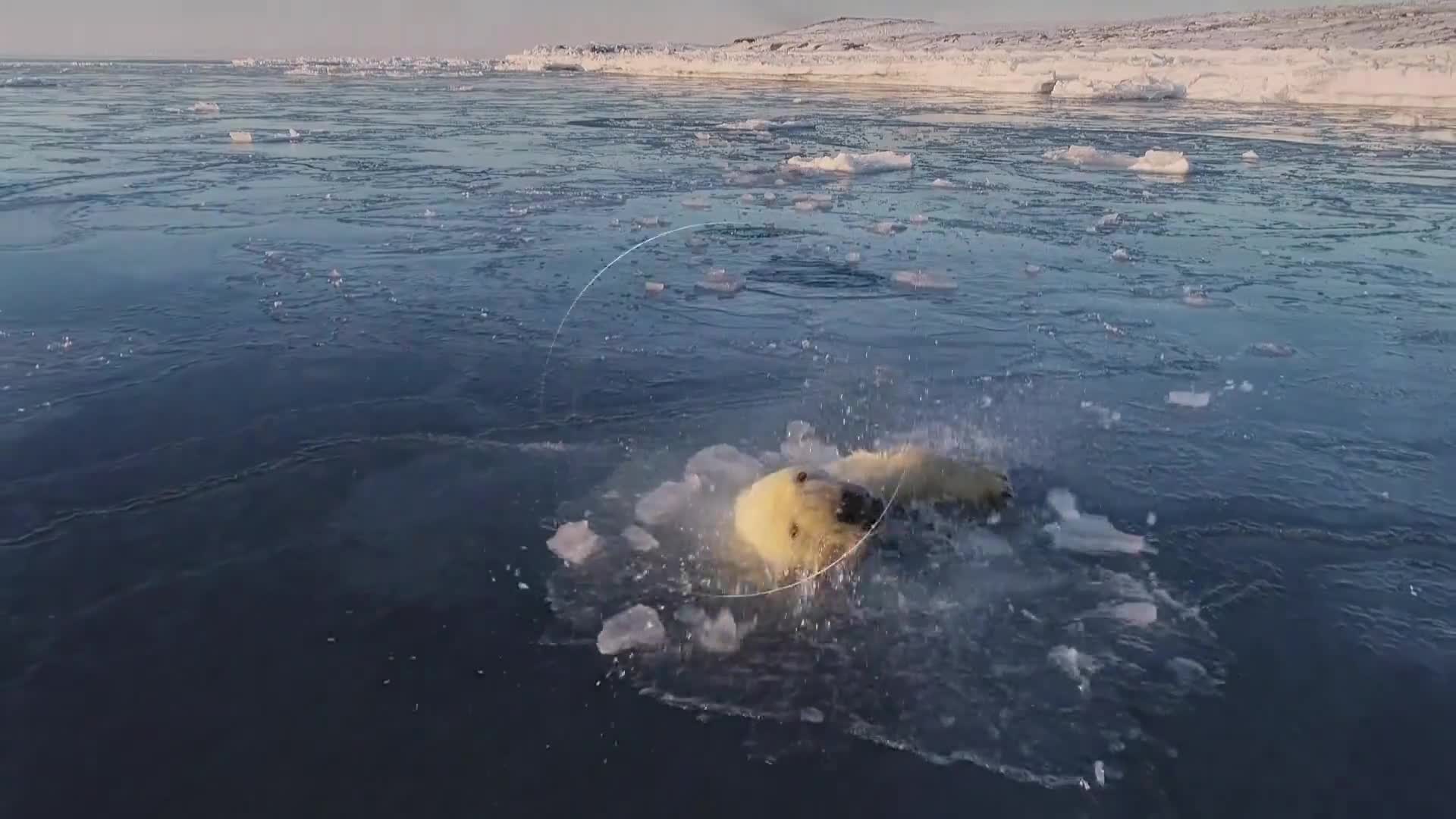 BBCEarth