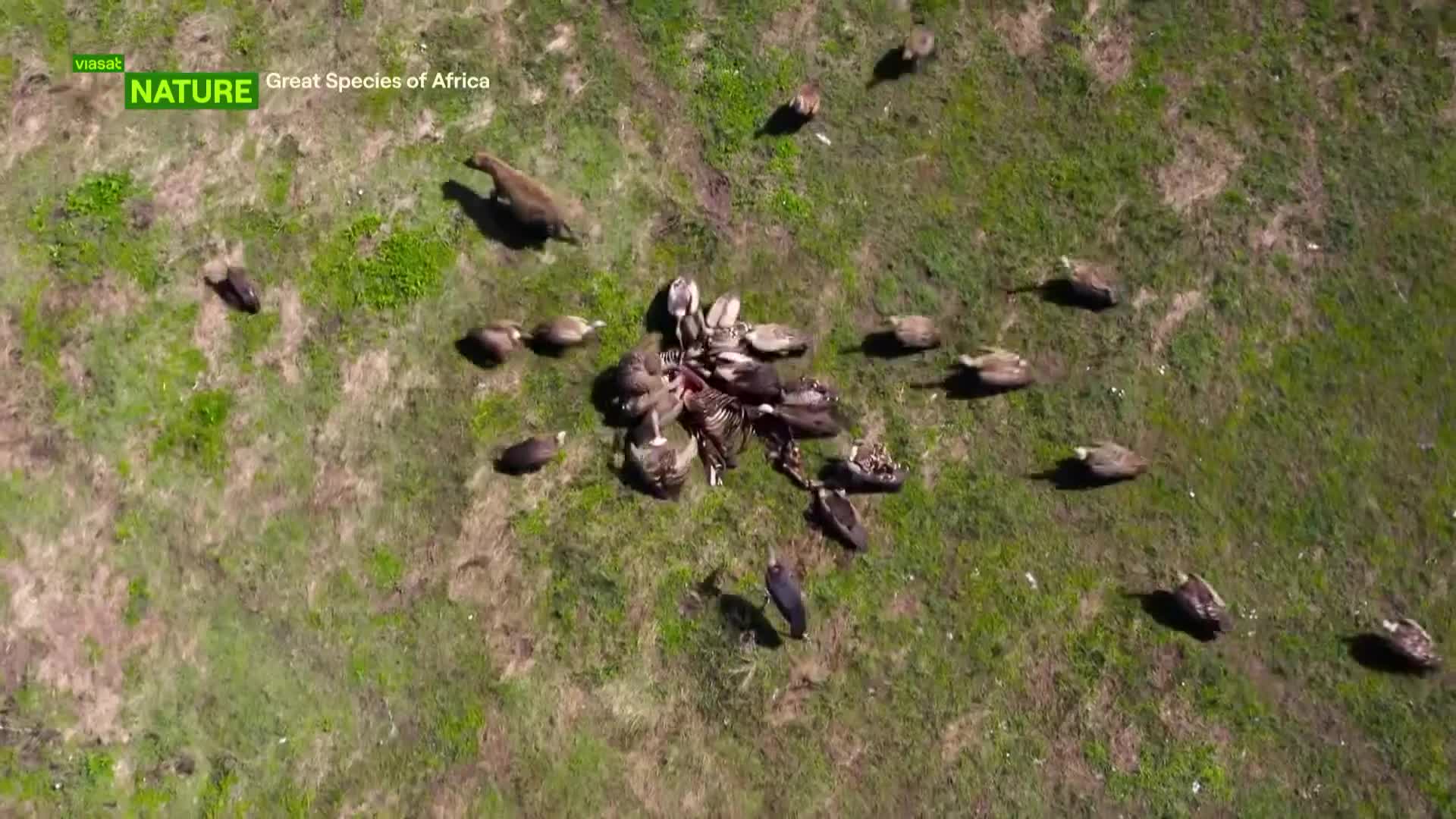 ViasatNature