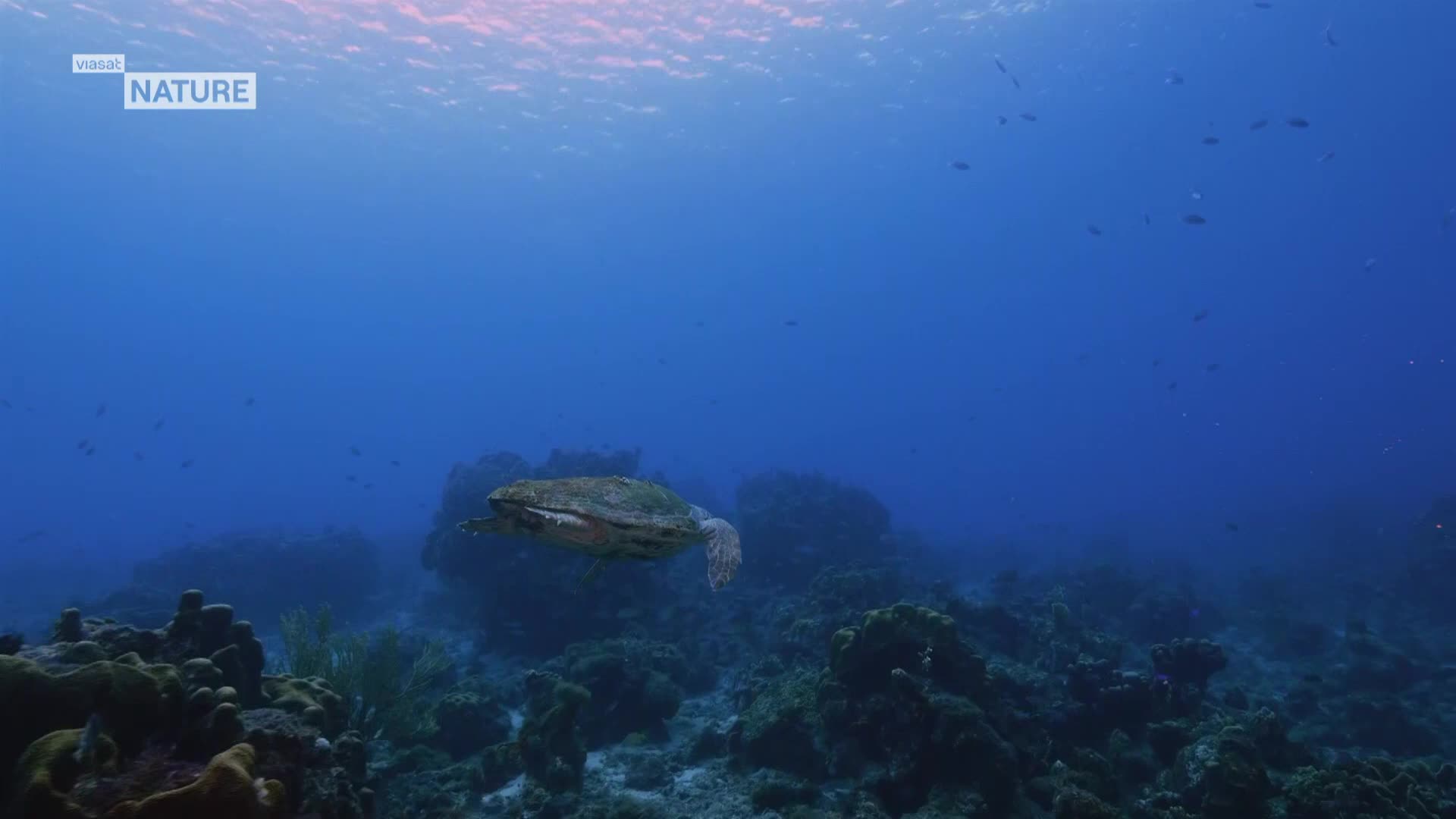 ViasatNature