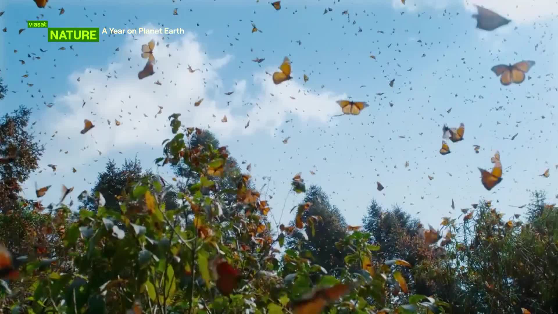 ViasatNature