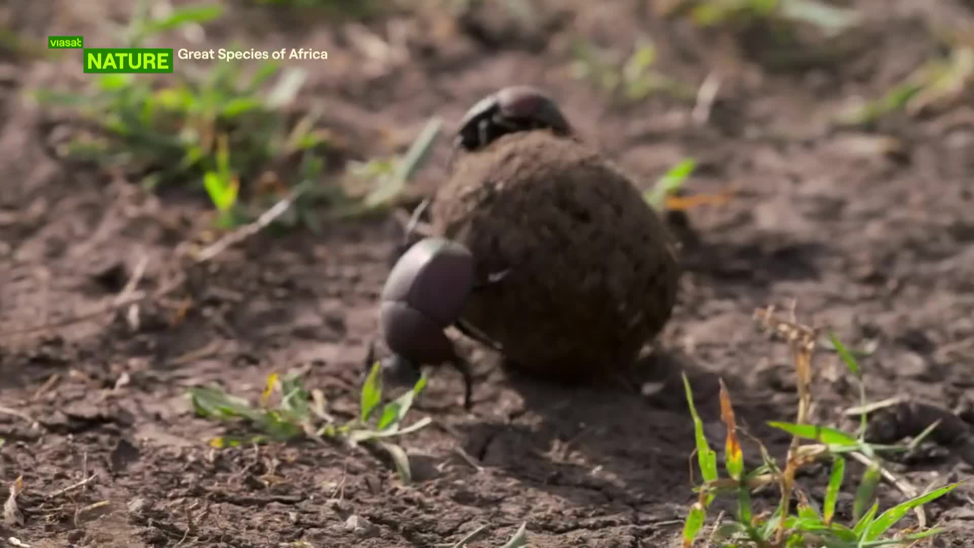ViasatNature