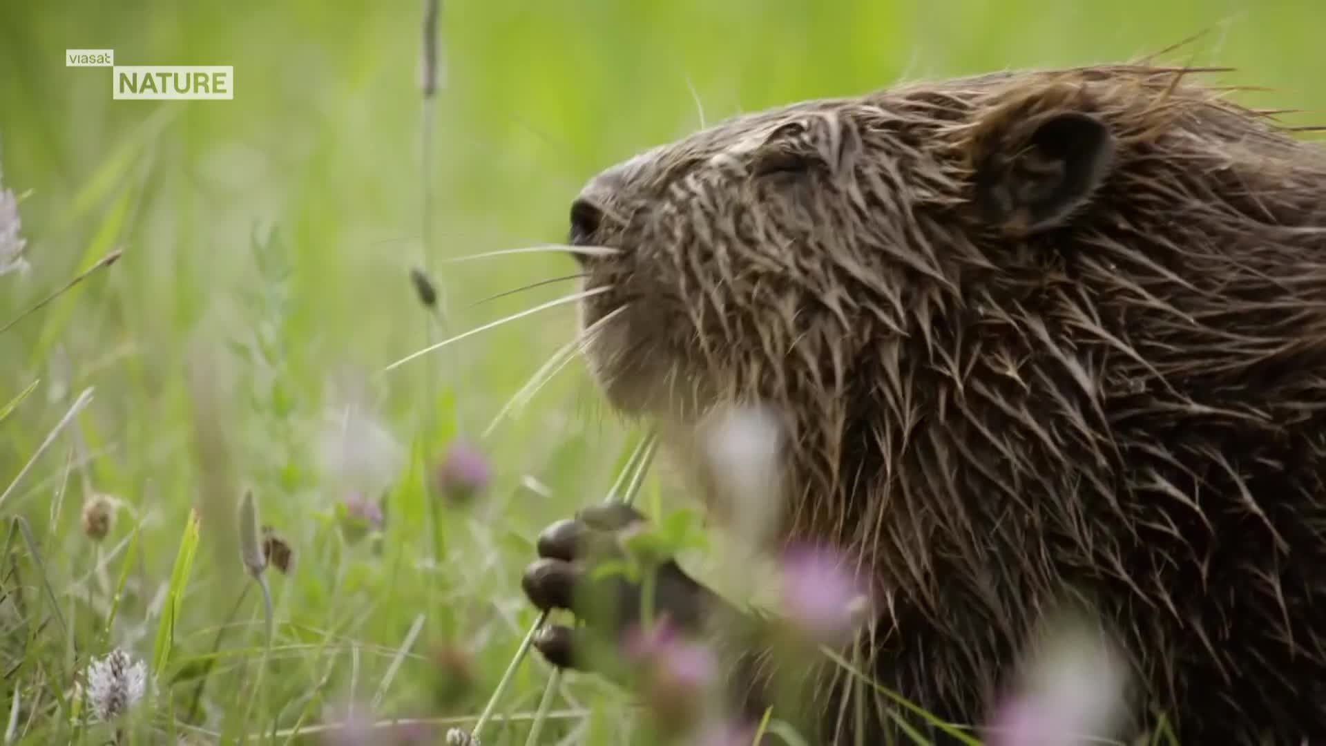 ViasatNature
