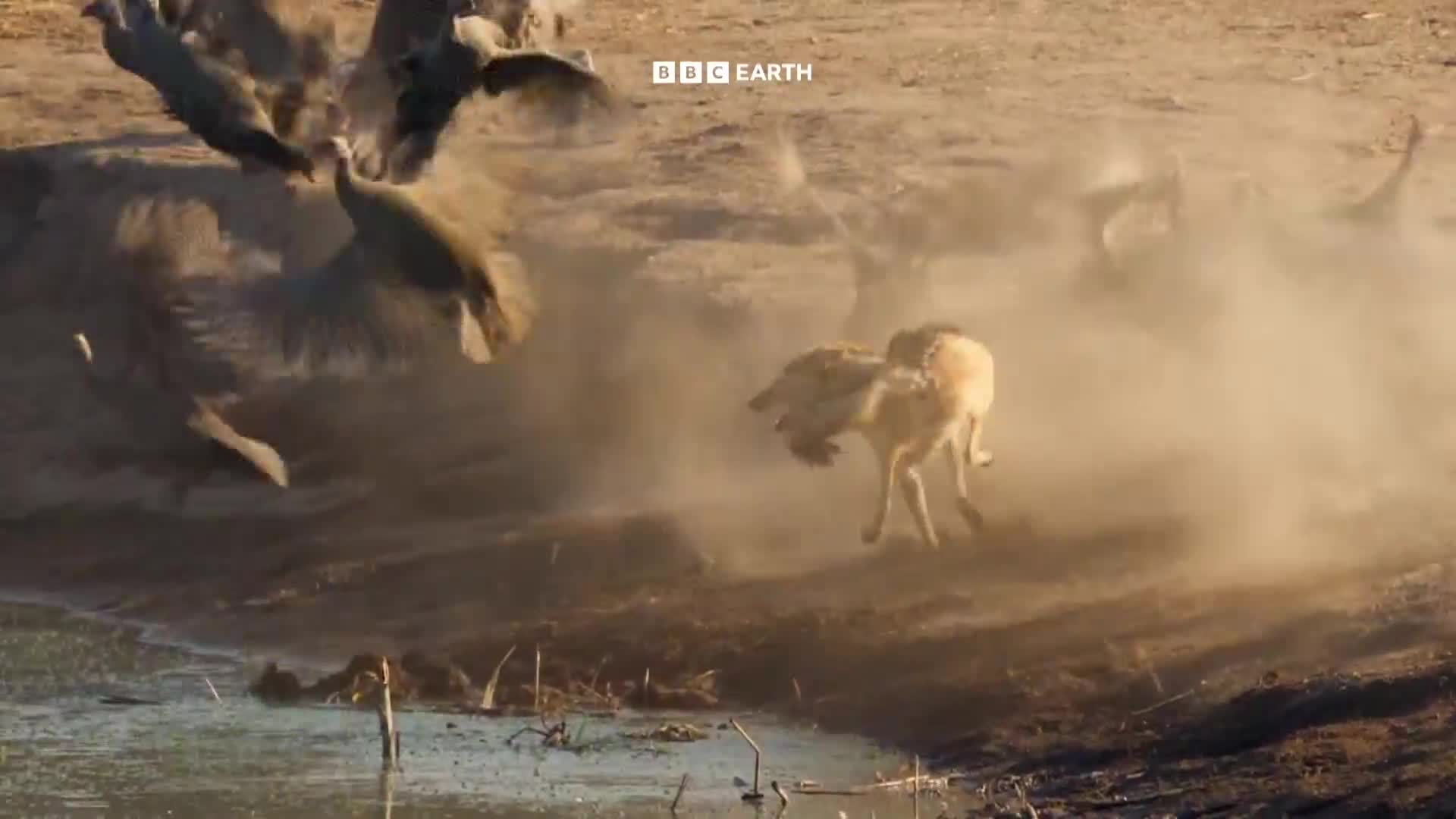 BBCEarth