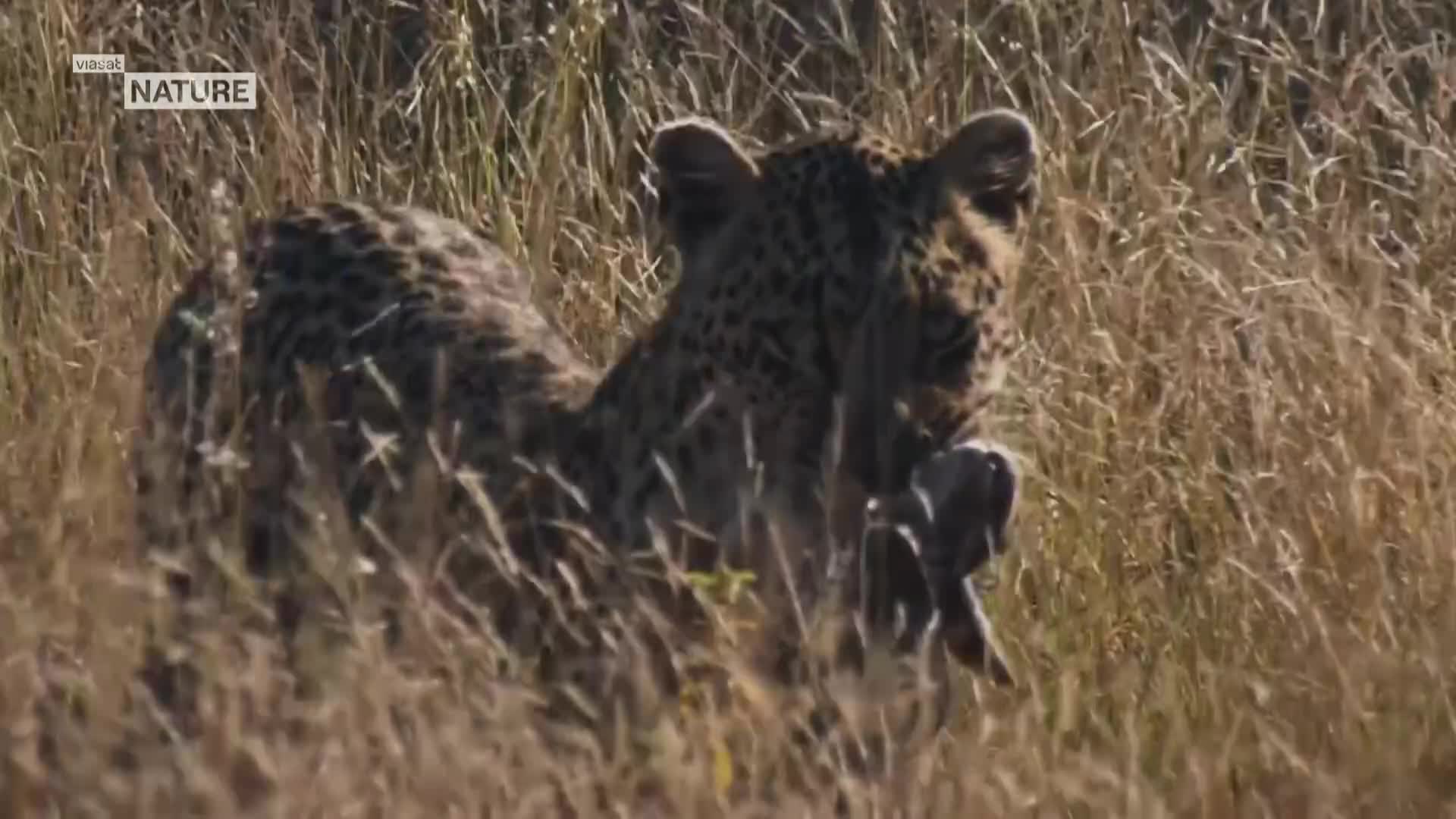 ViasatNature