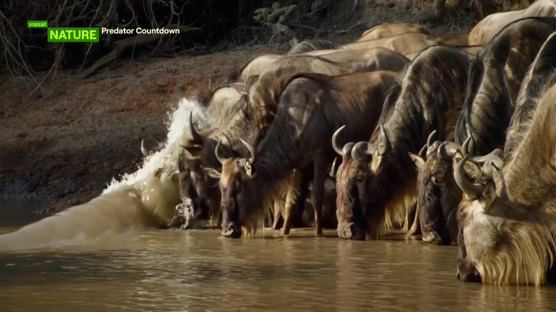 ViasatNature