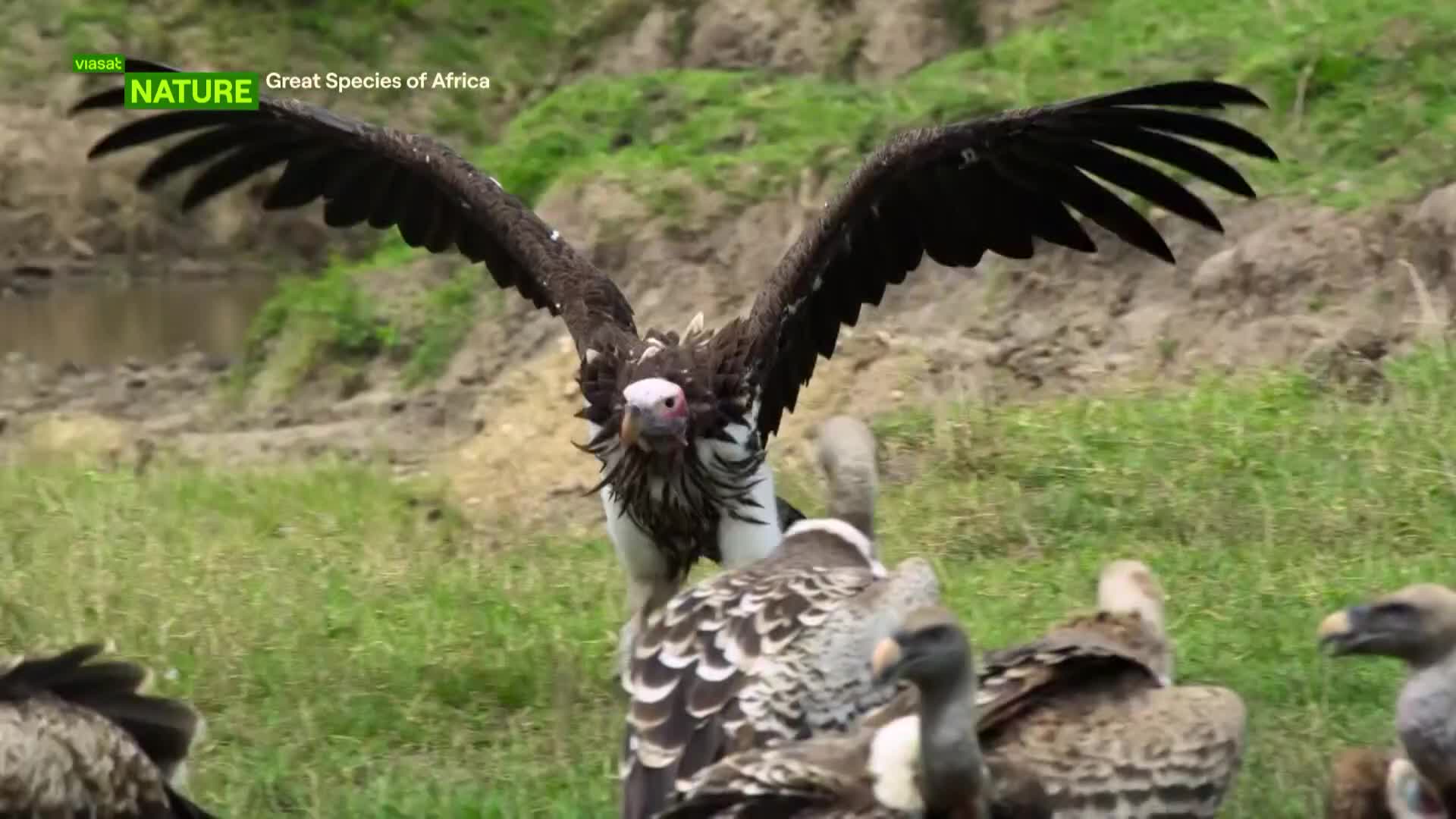 ViasatNature