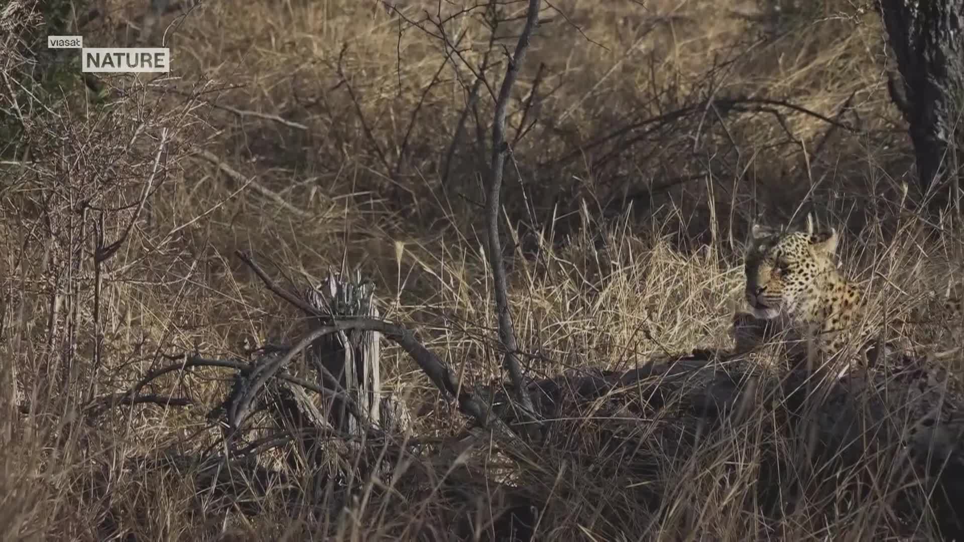 ViasatNature