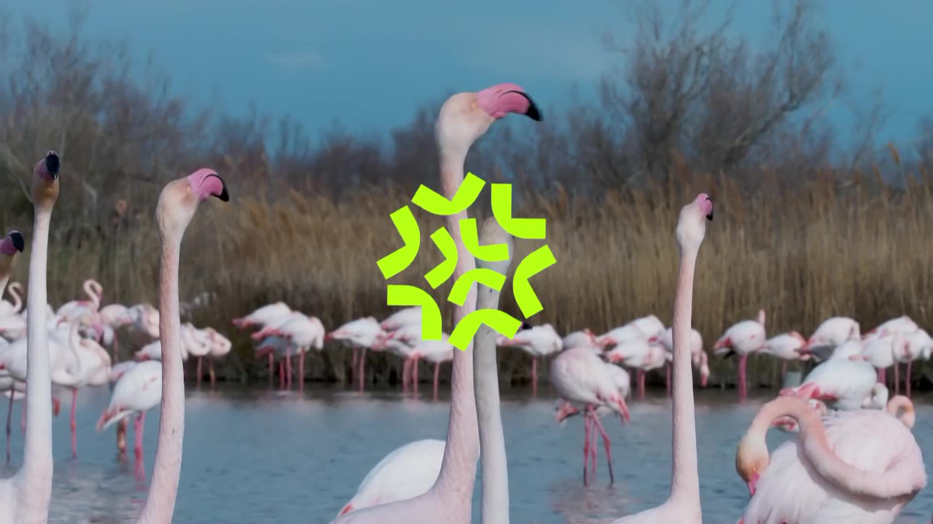 ViasatNature
