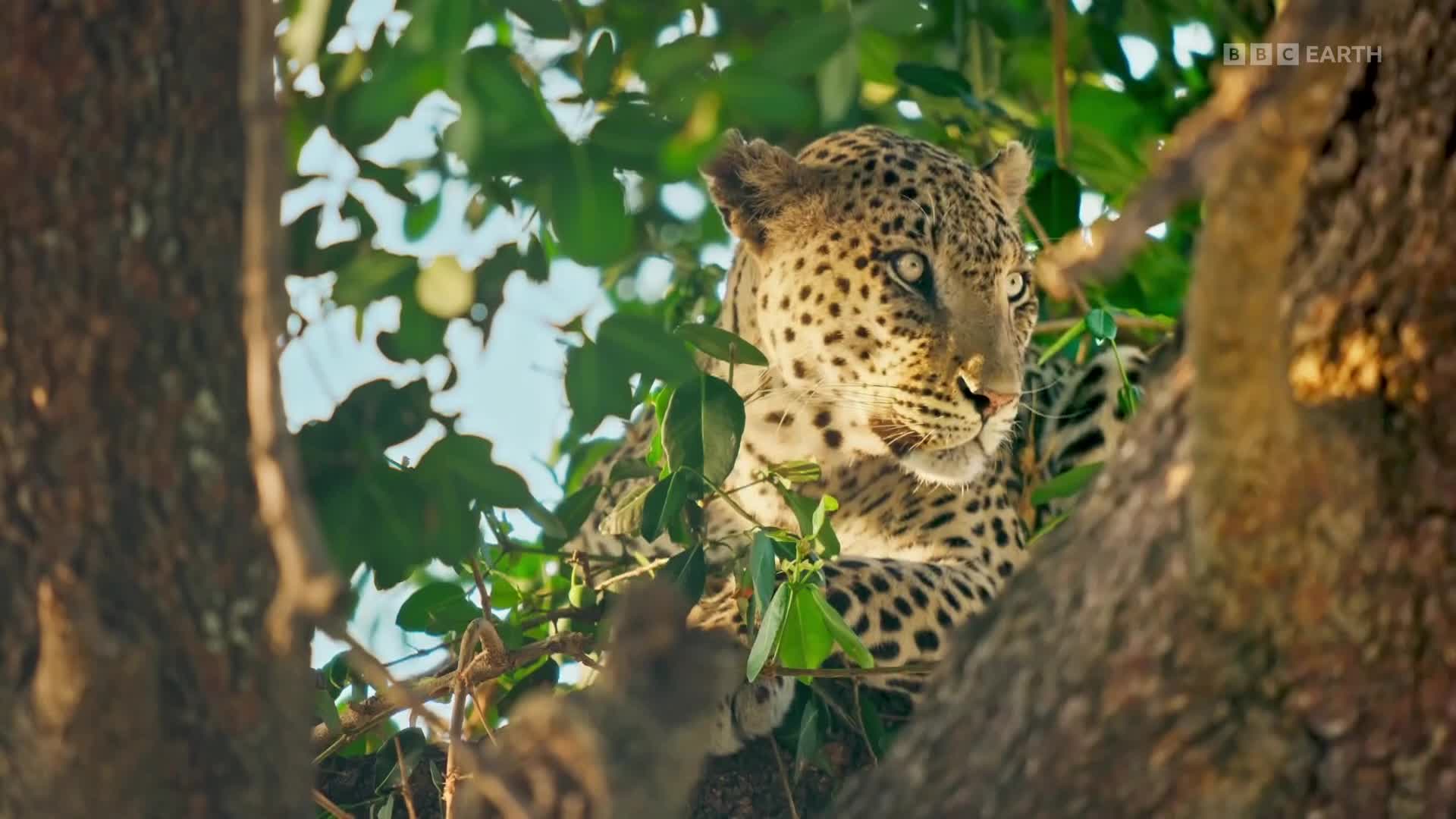 BBCEarth