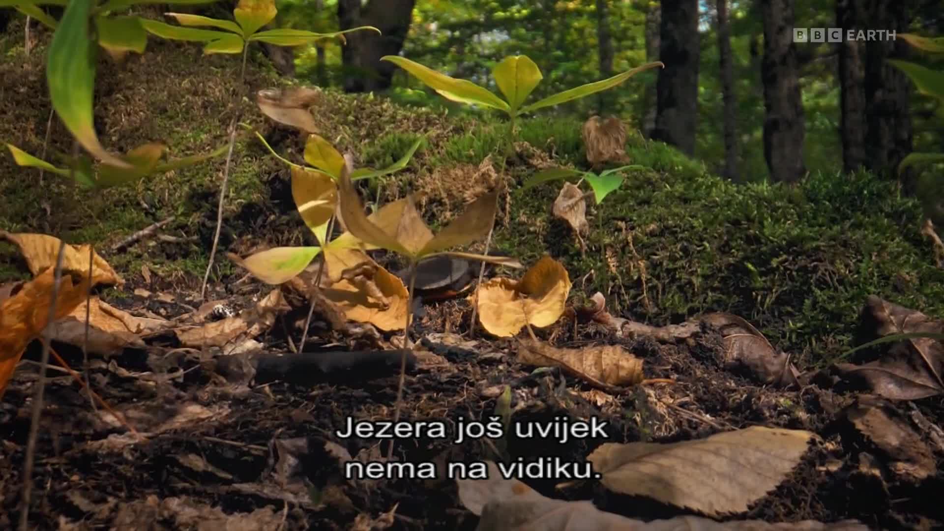 BBCEarth