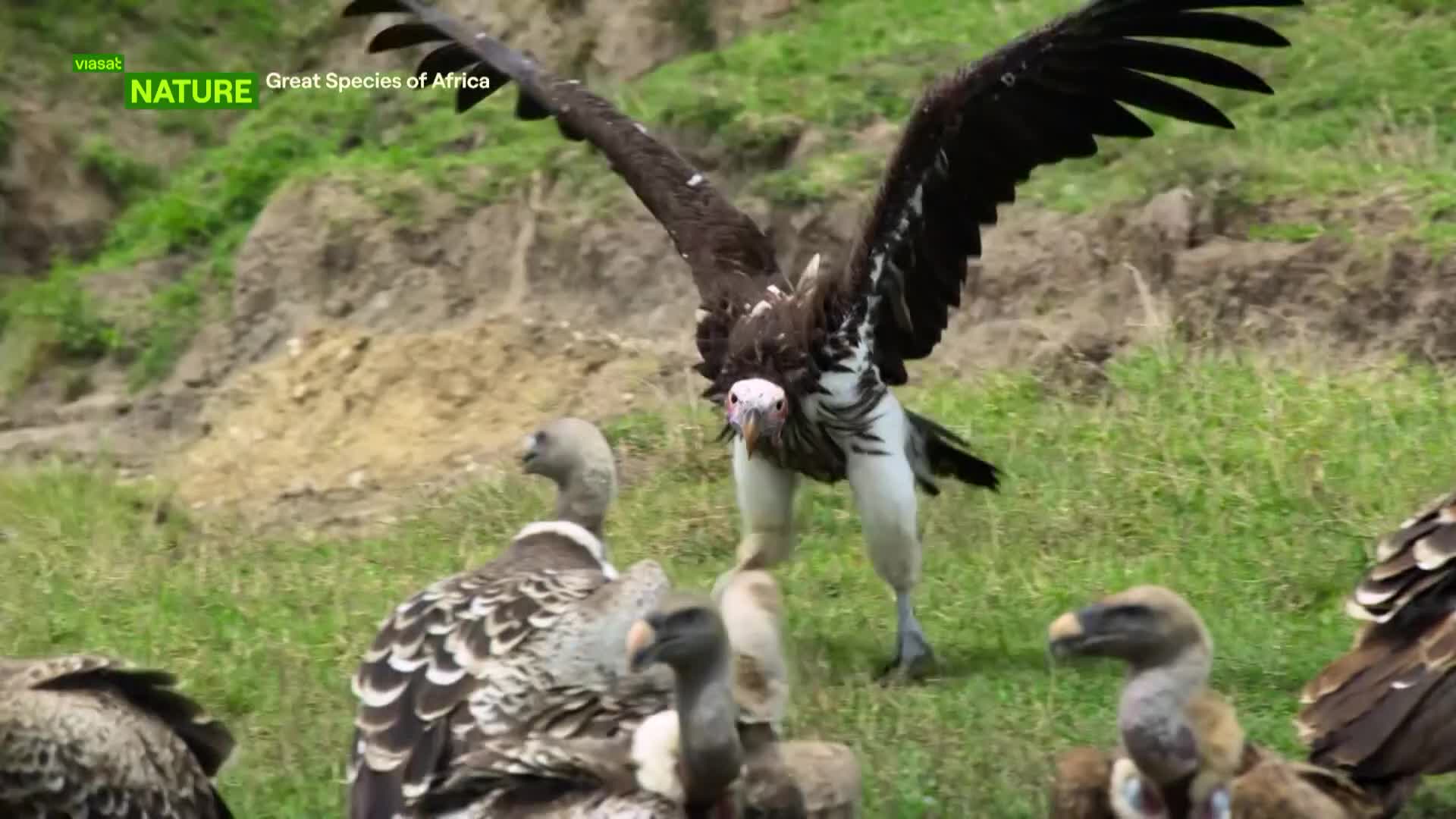 ViasatNature