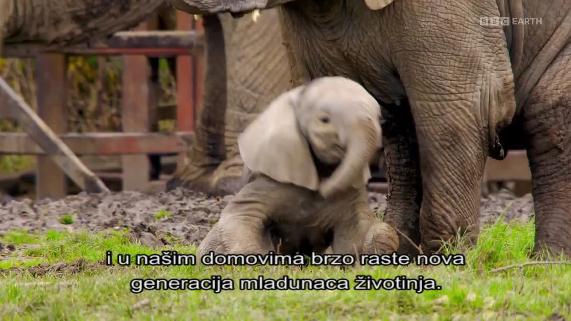 BBCEarth