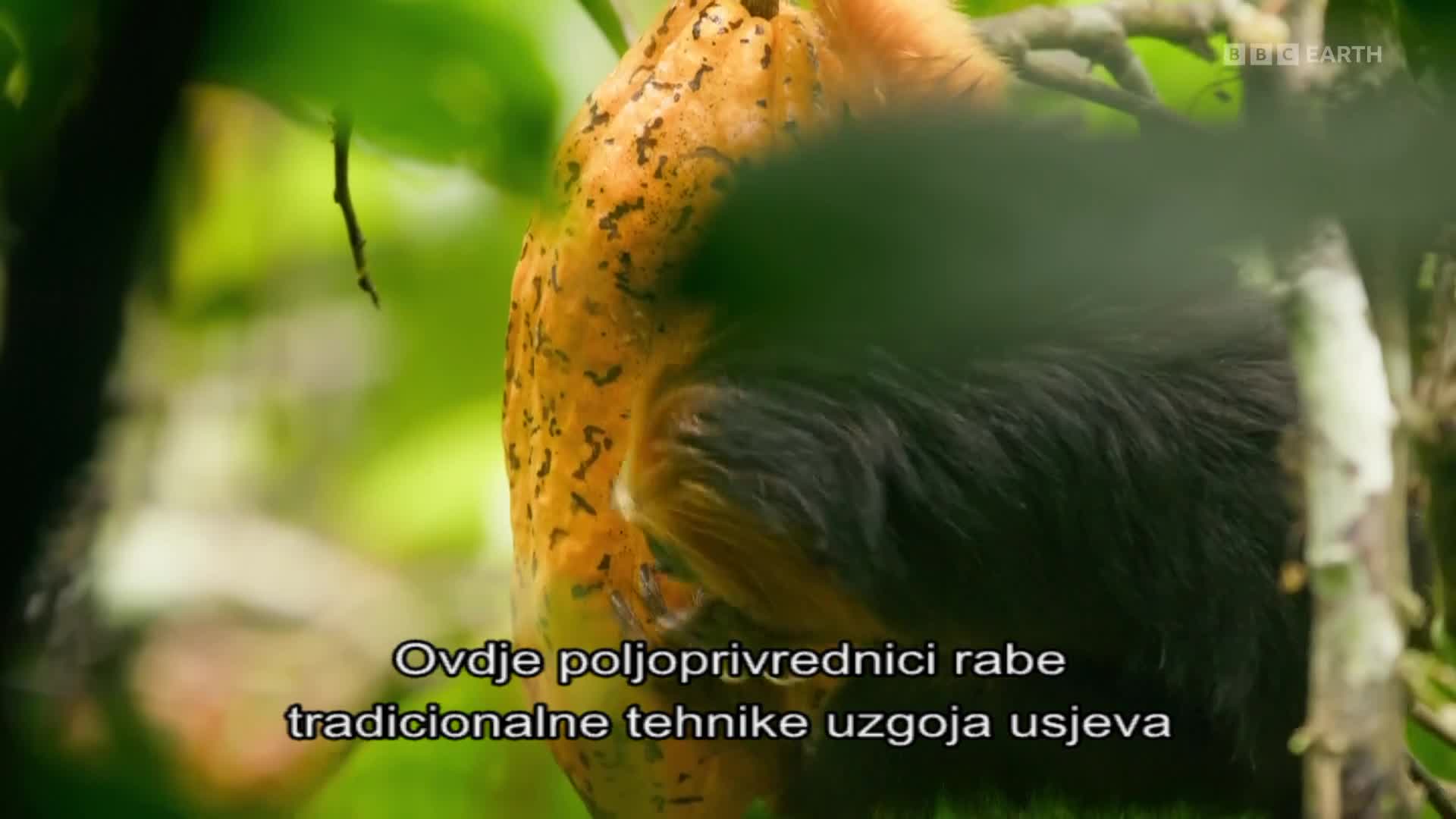 BBCEarth