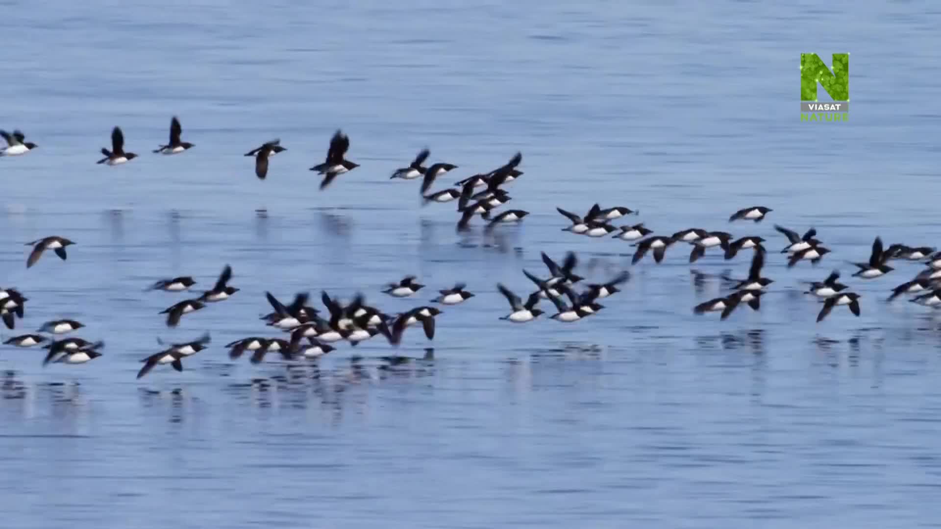 ViasatNature