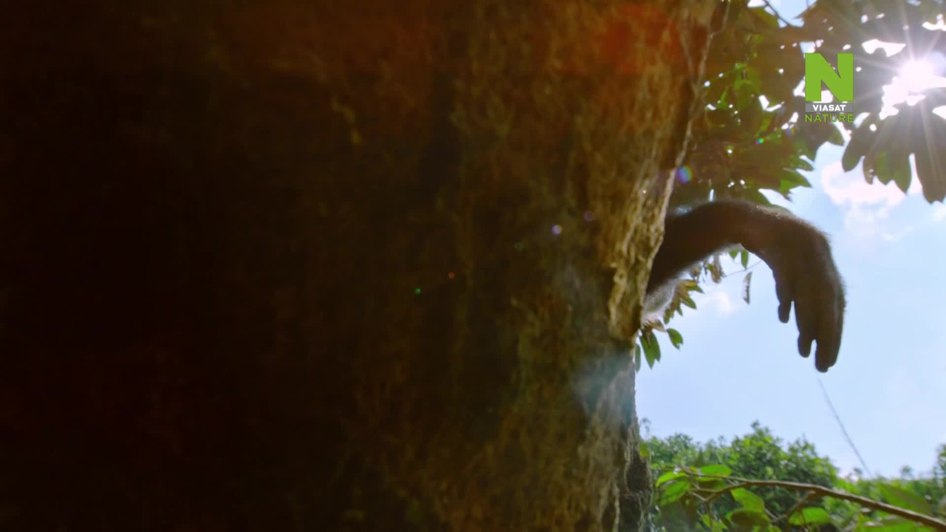 ViasatNature