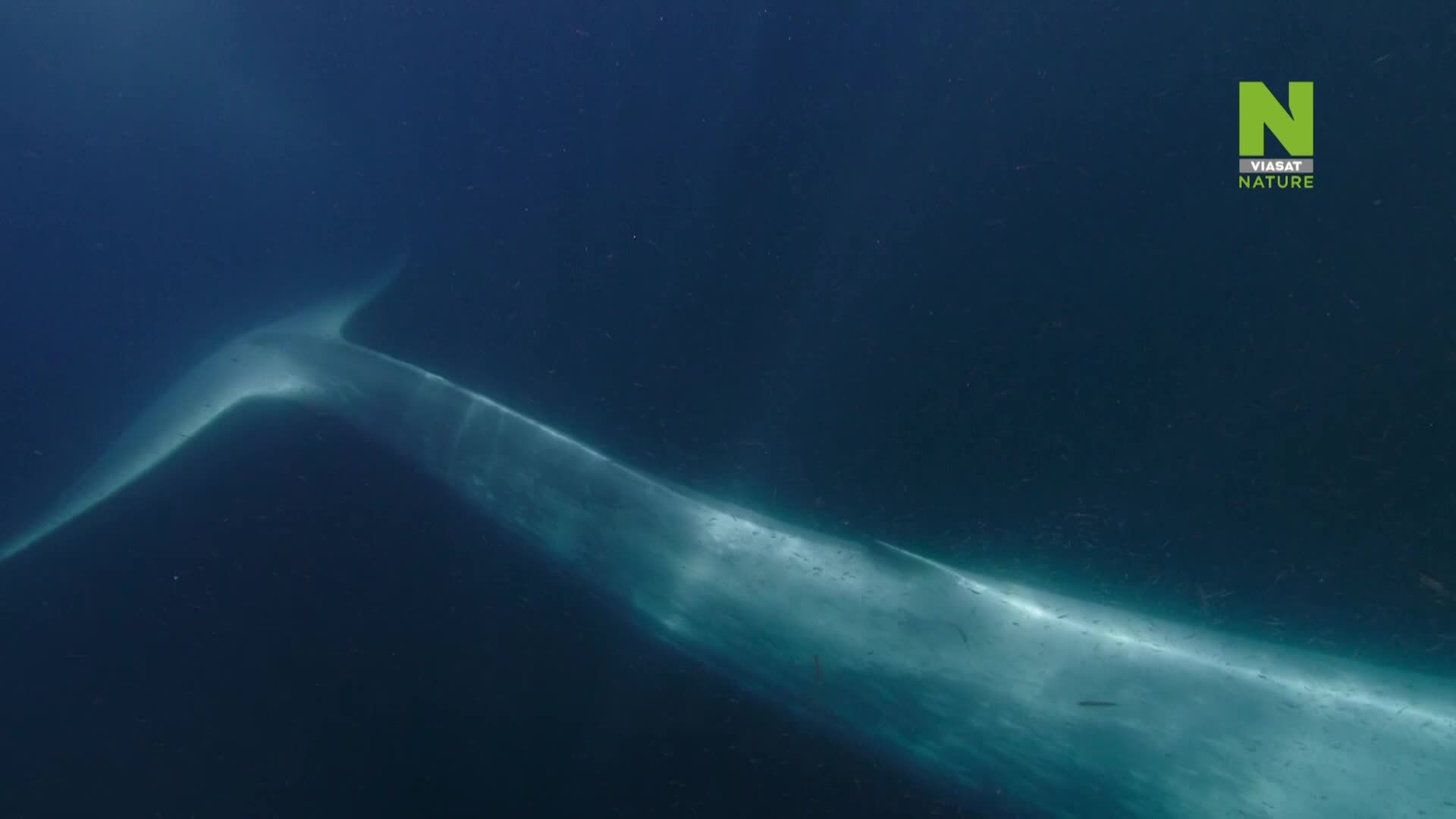 ViasatNature
