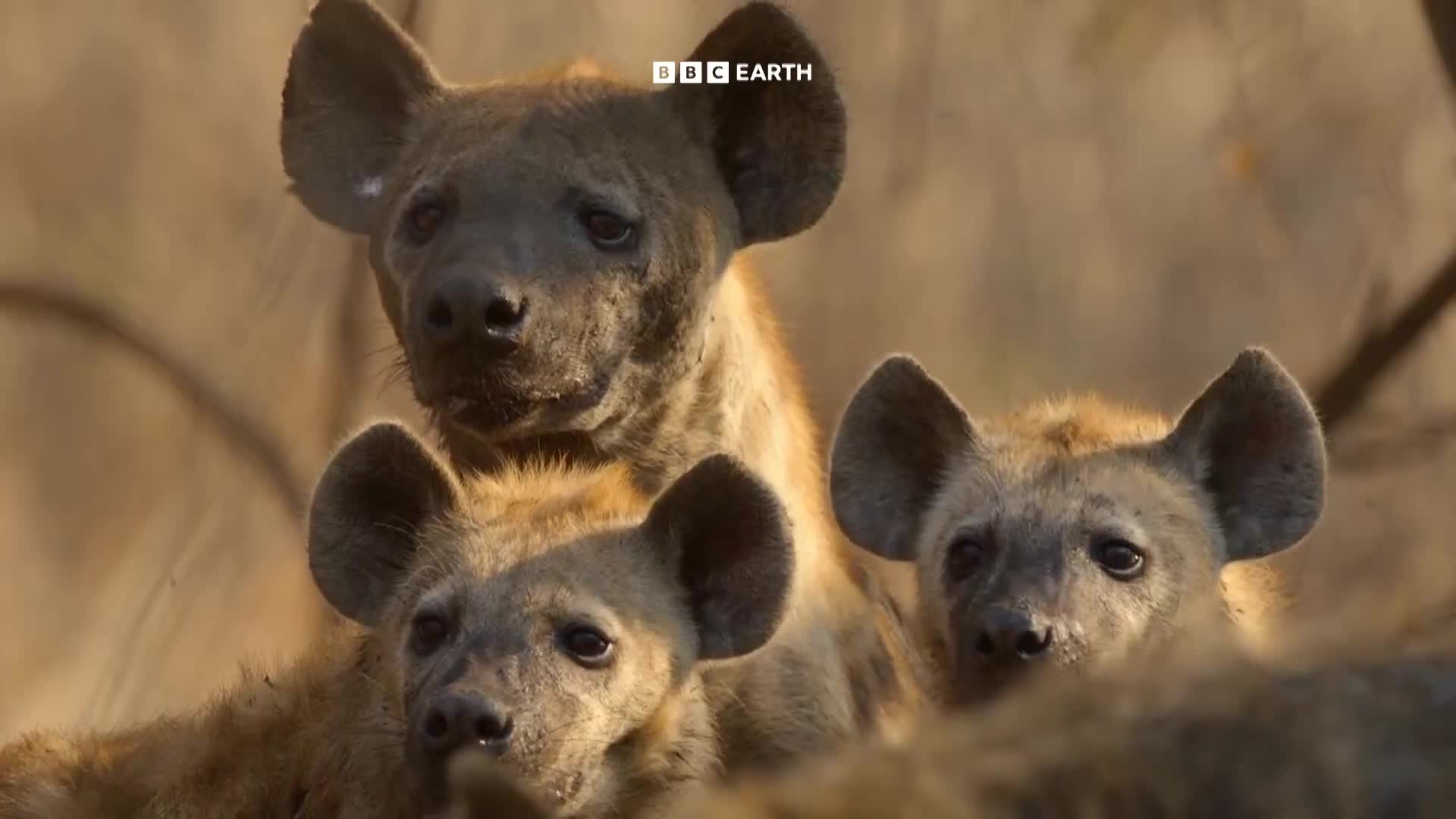 BBCEarth