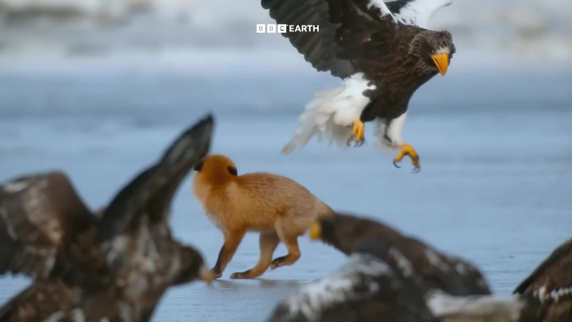 BBCEarth