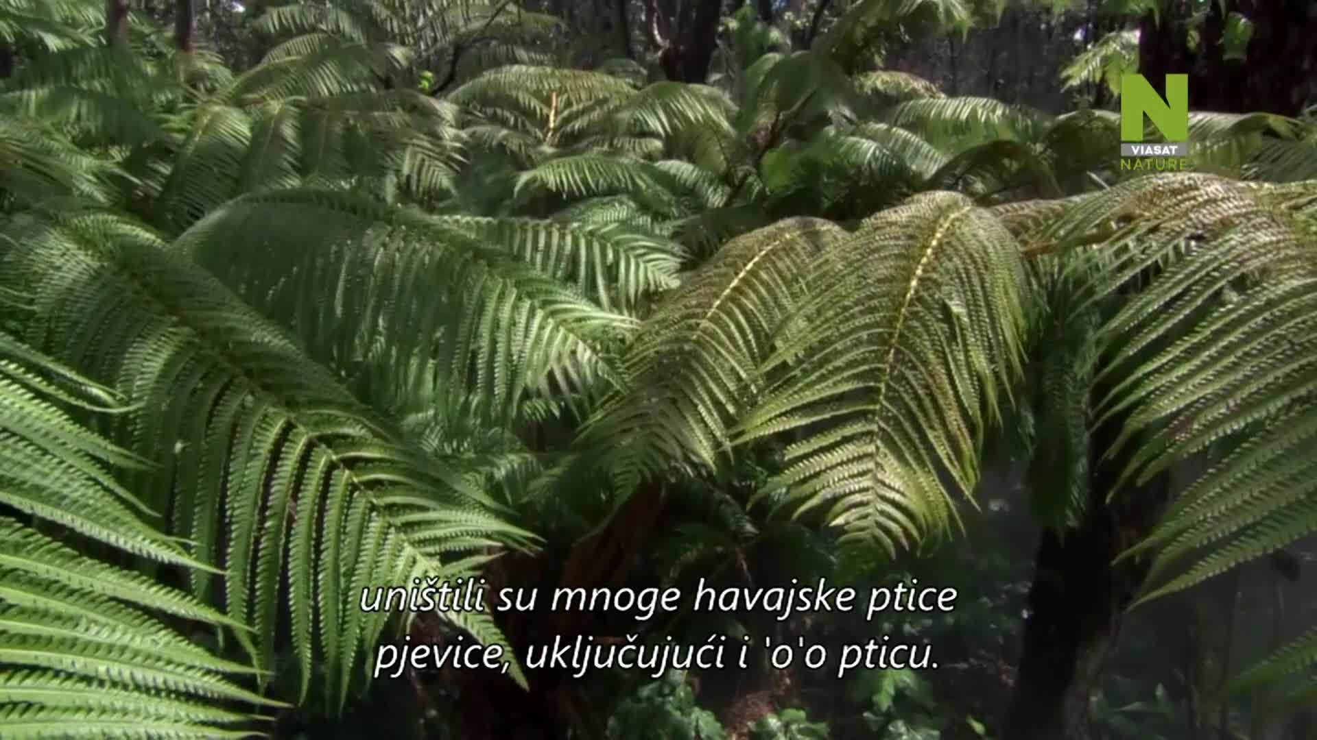 ViasatNature