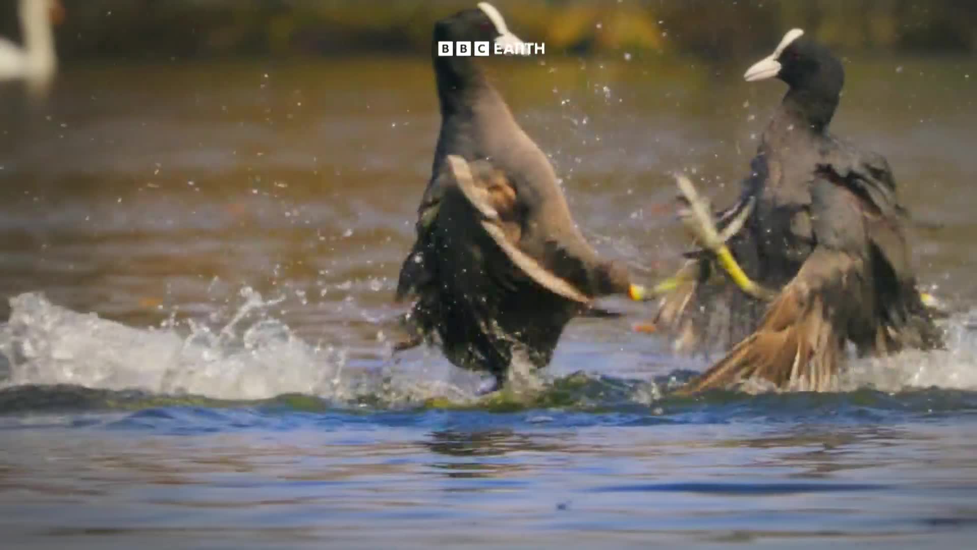 BBCEarth