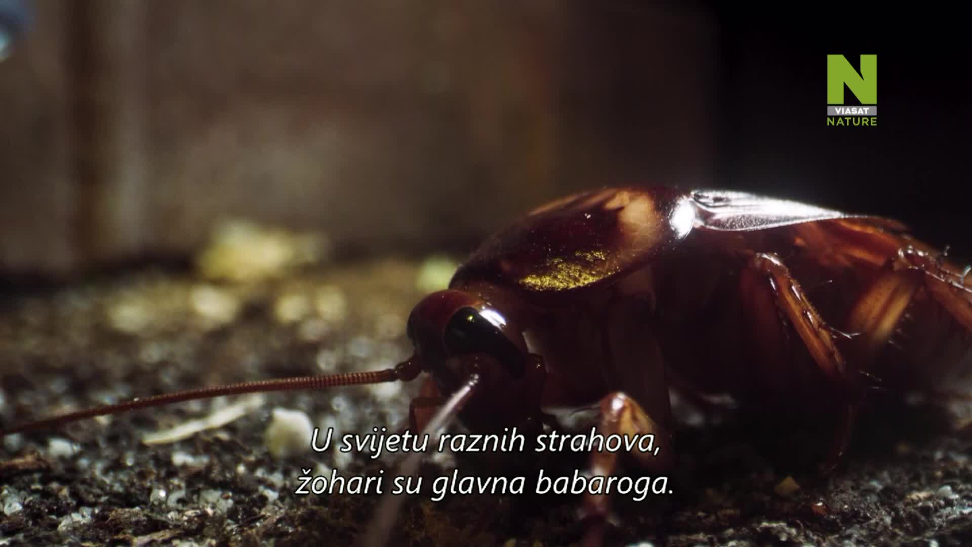 ViasatNature