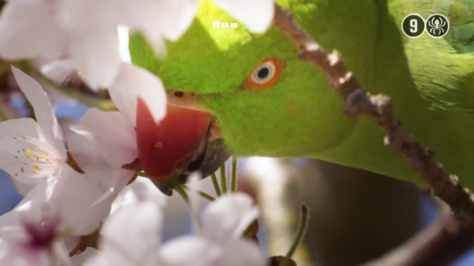 BBCEarth