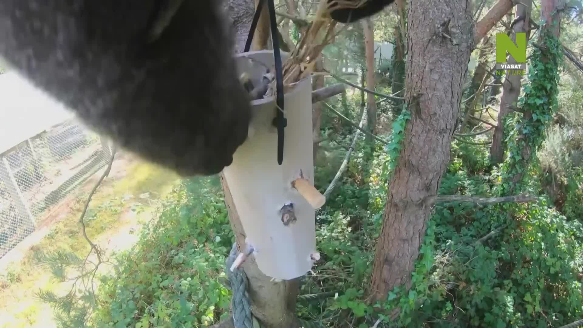 ViasatNature