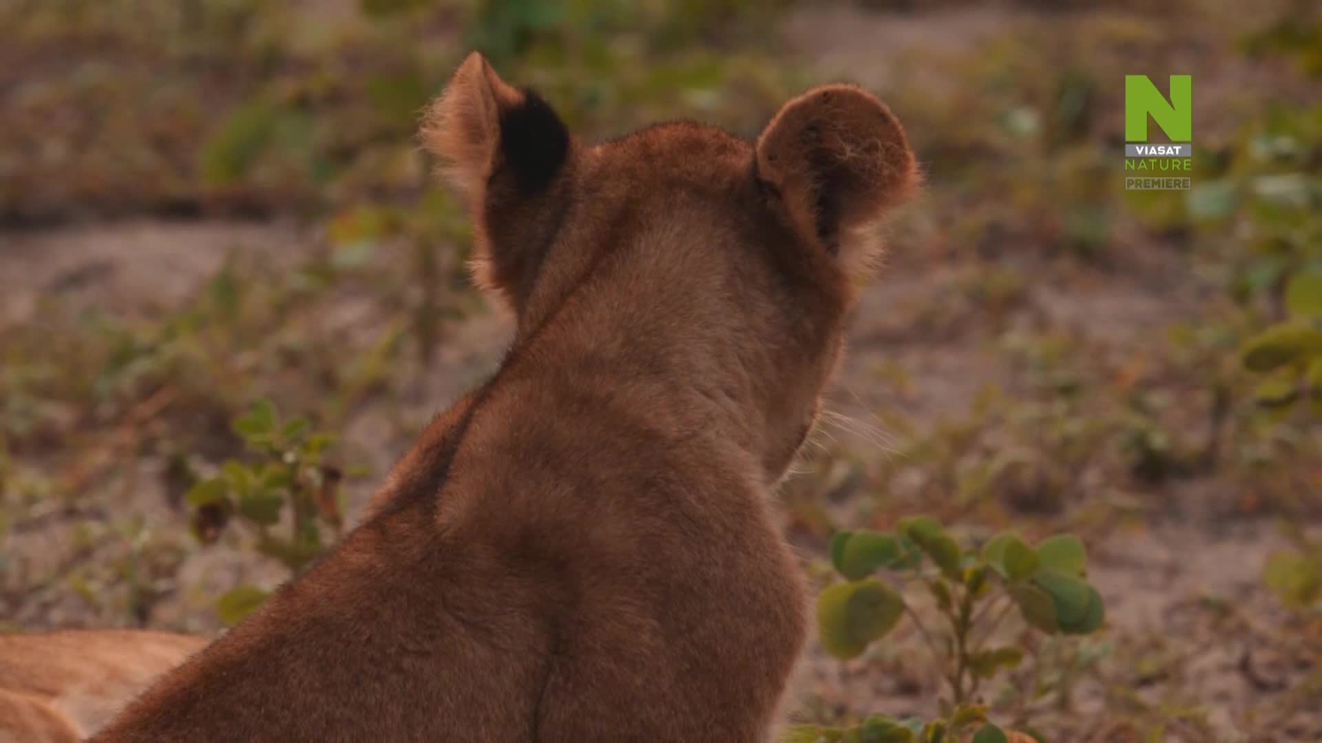 ViasatNature