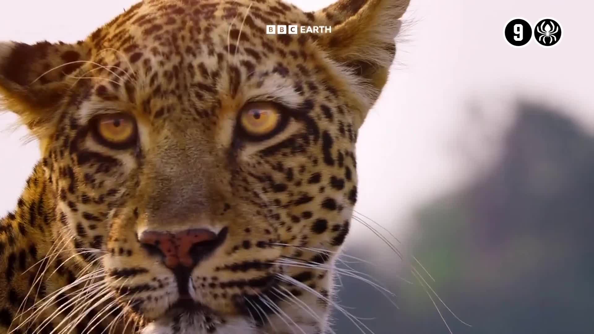 BBCEarth