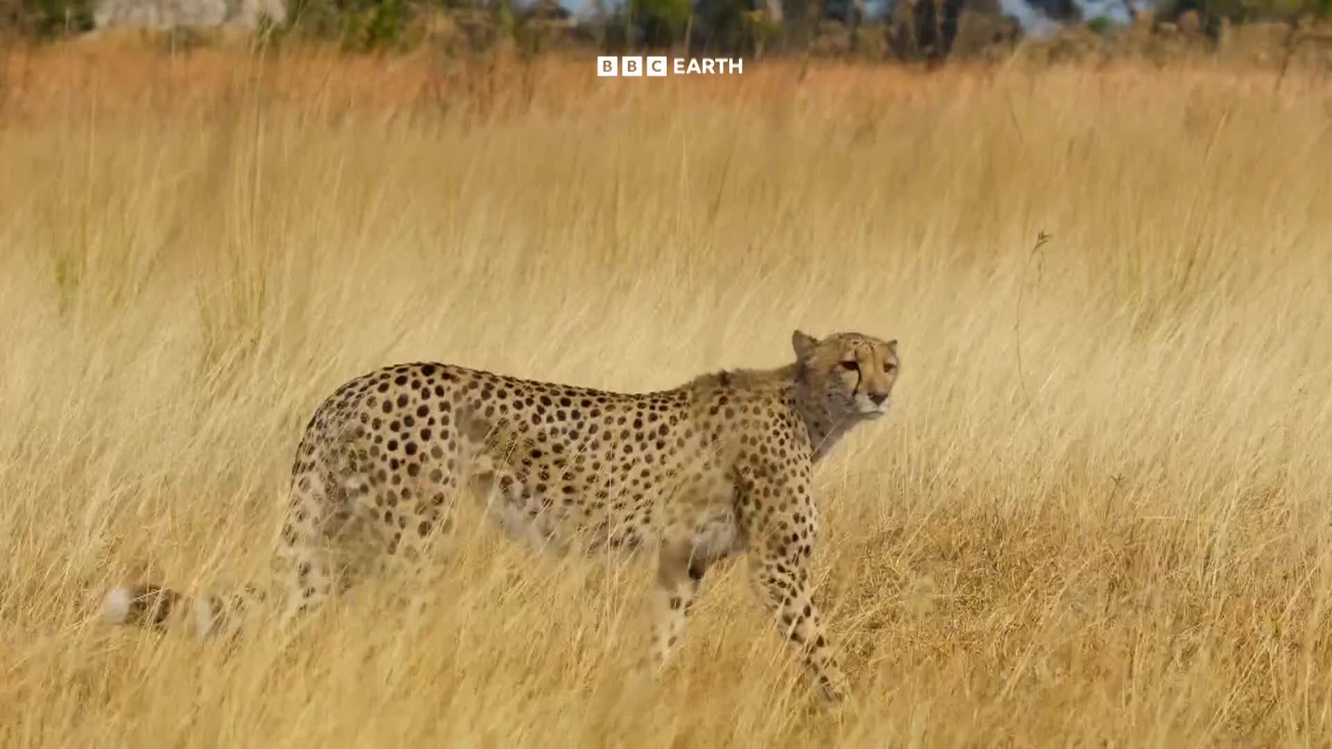 BBCEarth